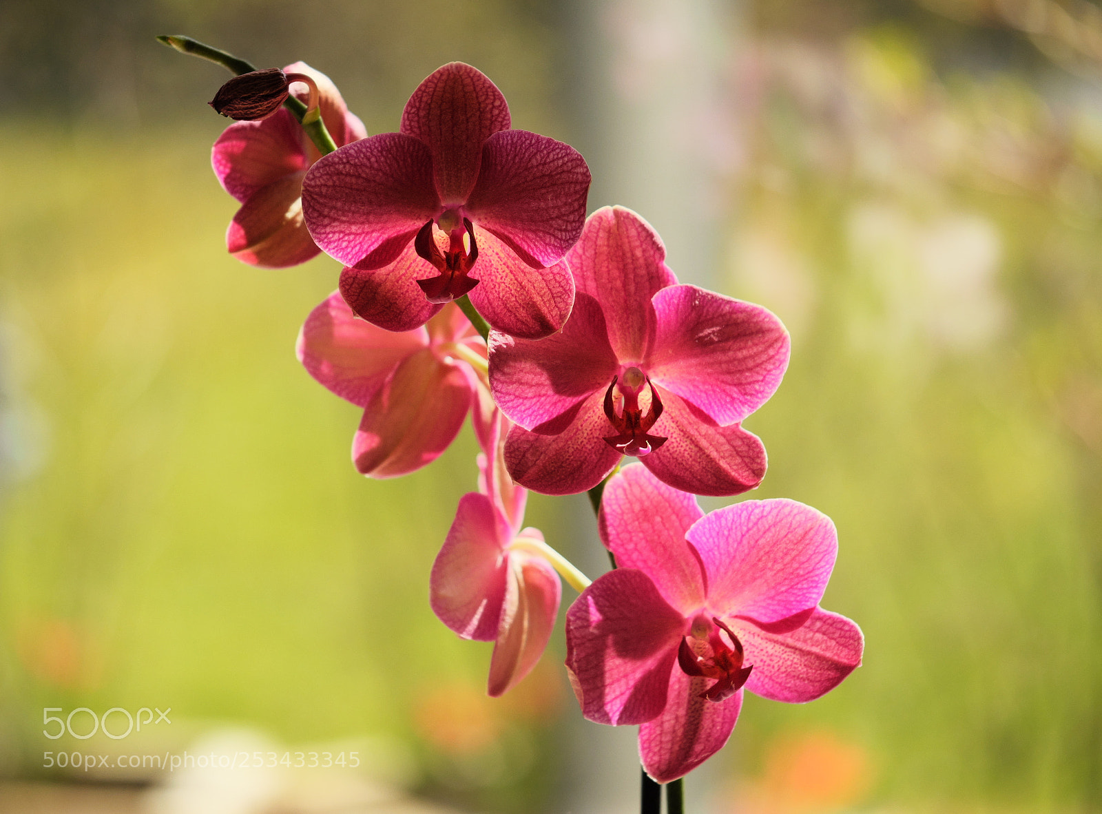 Fujifilm X-T2 sample photo. Orchidee ii photography