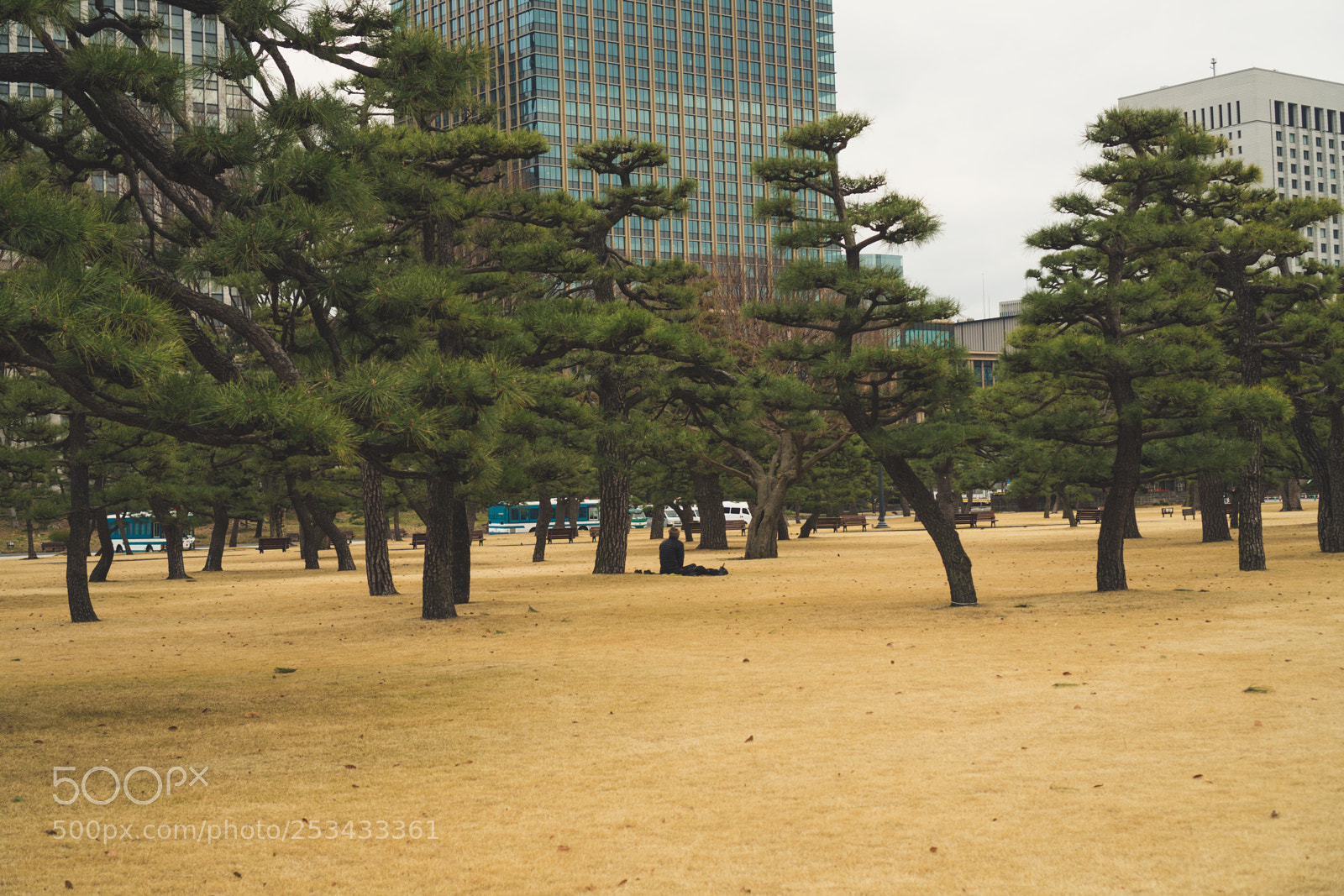 Sony a6300 sample photo. Trees photography