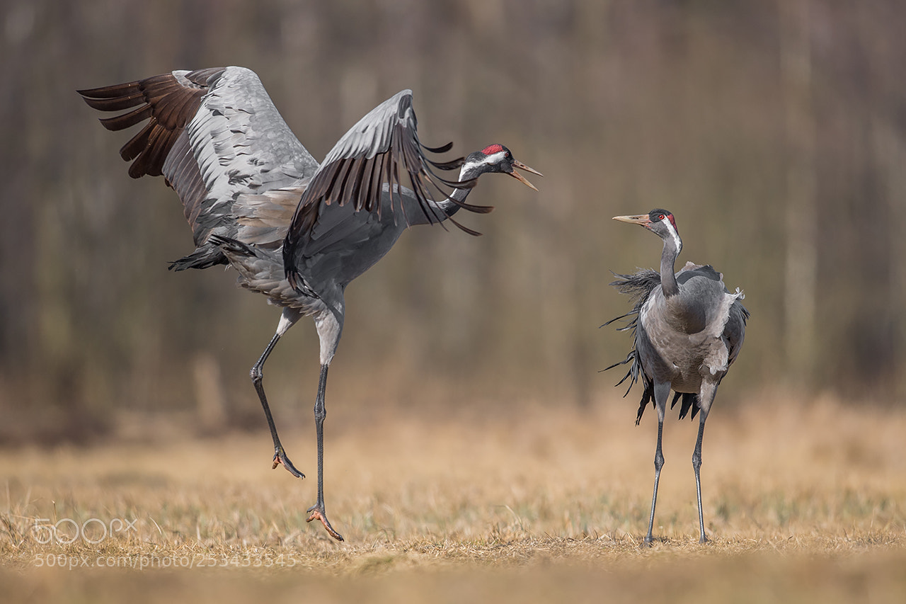 Nikon D5 sample photo. Crane, grus grus, żuraw photography