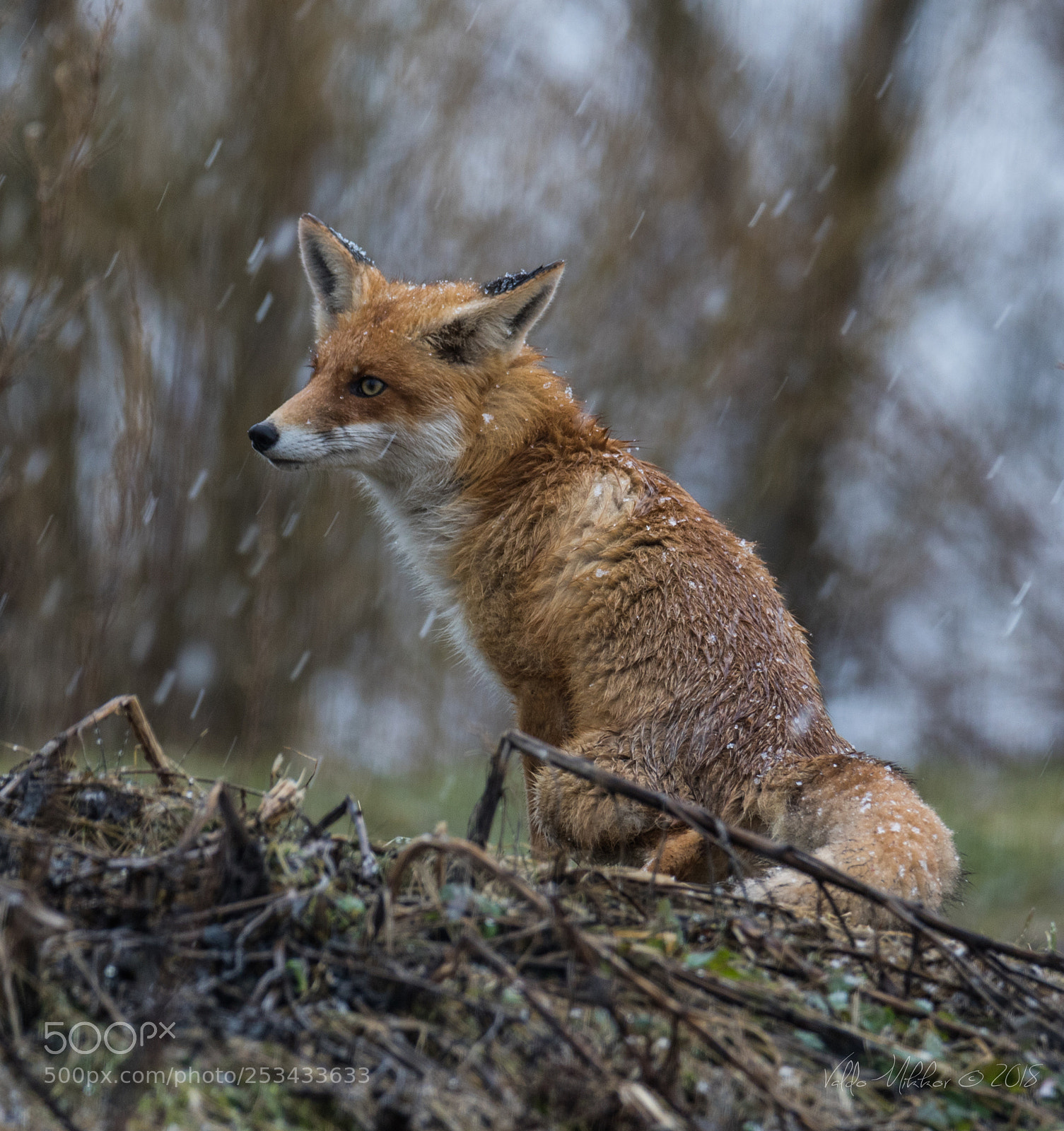 Canon EOS 7D Mark II sample photo. Fox photography