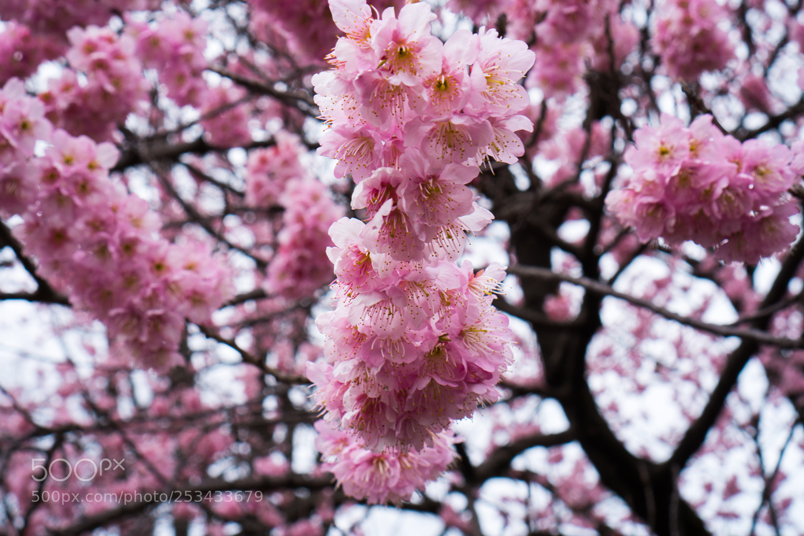 Sony a6300 sample photo. Cherryblossom photography