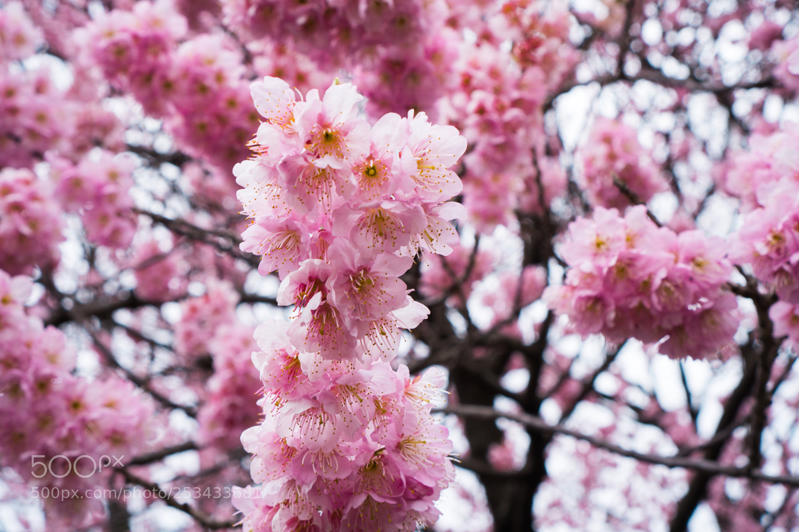 Sony a6300 sample photo. Cherryblossom photography