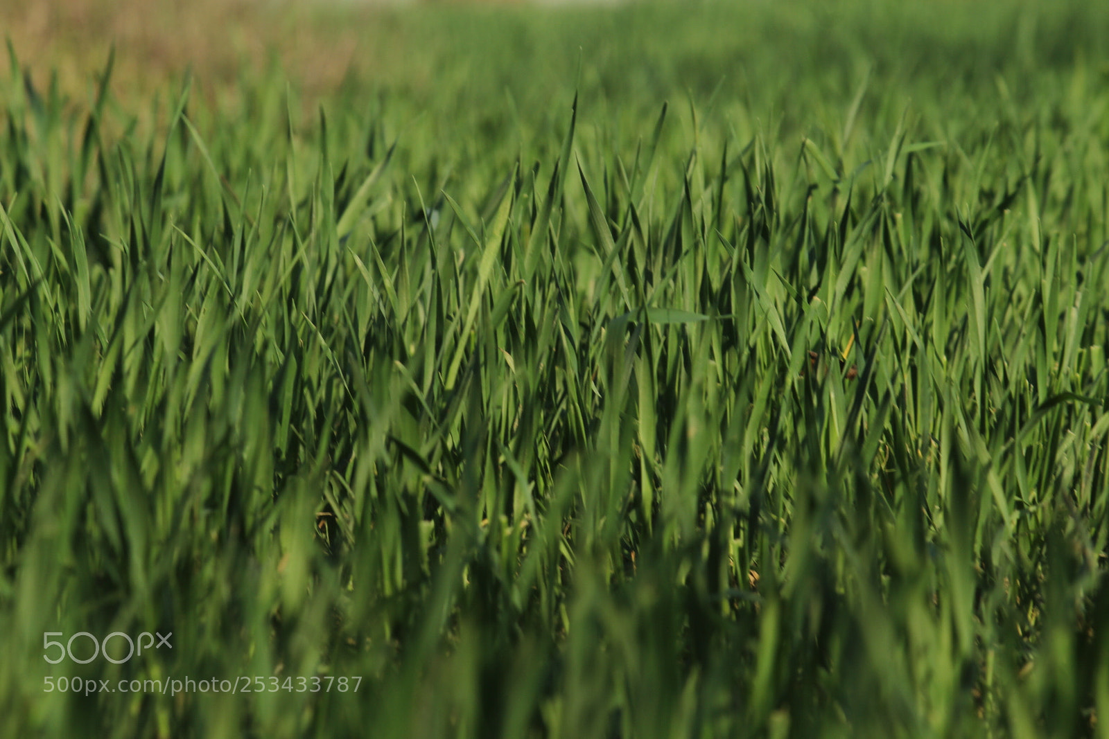 Canon EF-S 55-250mm F4-5.6 IS II sample photo. Untitled photography