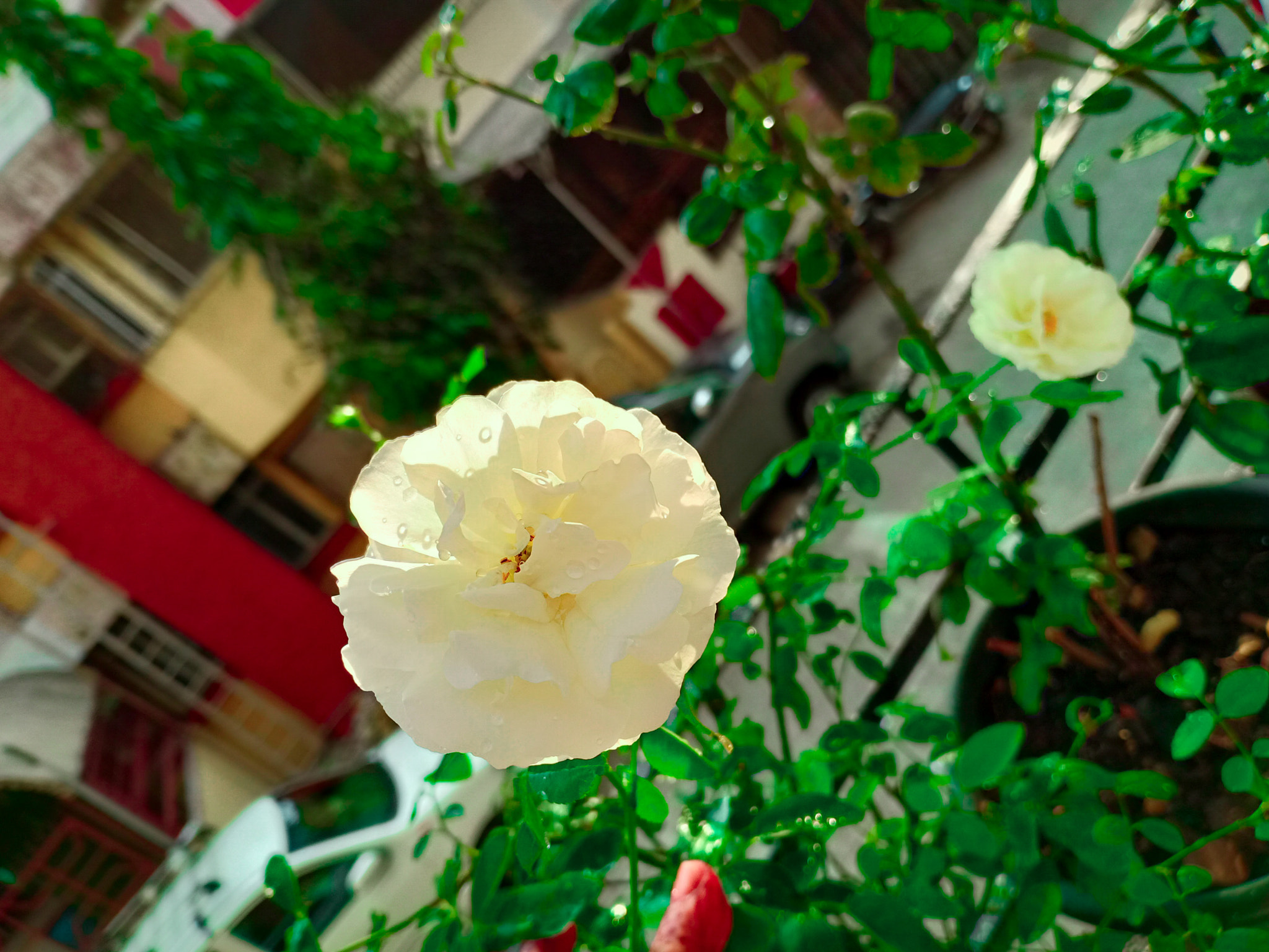 OPPO F7 sample photo. White rose photography