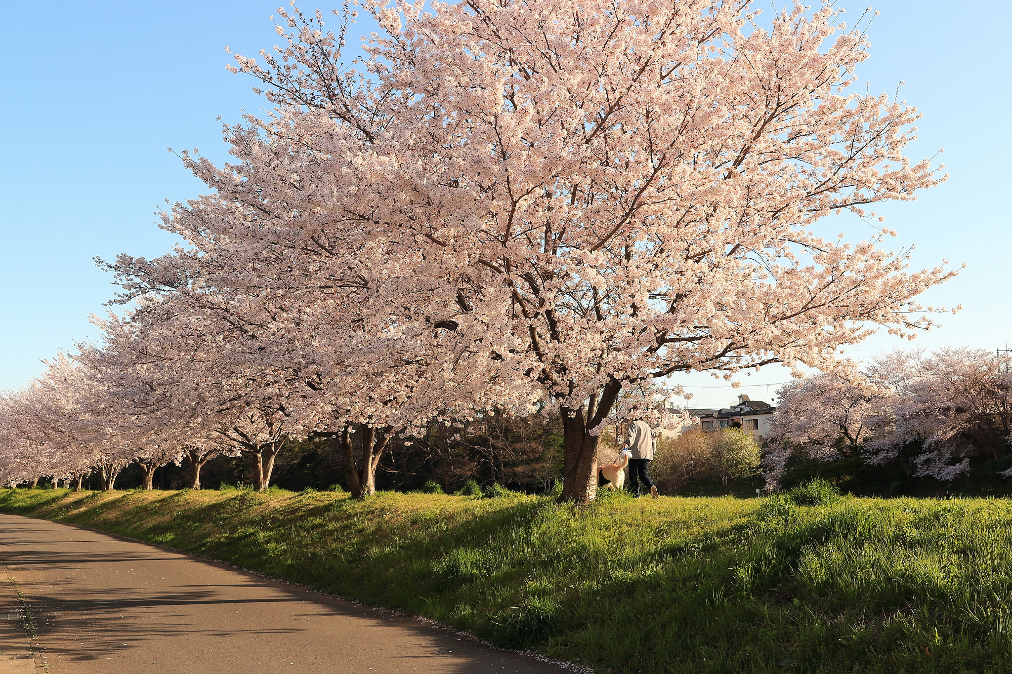 Canon EF-S 24mm F2.8 STM sample photo. Row of cherry blossom trees photography