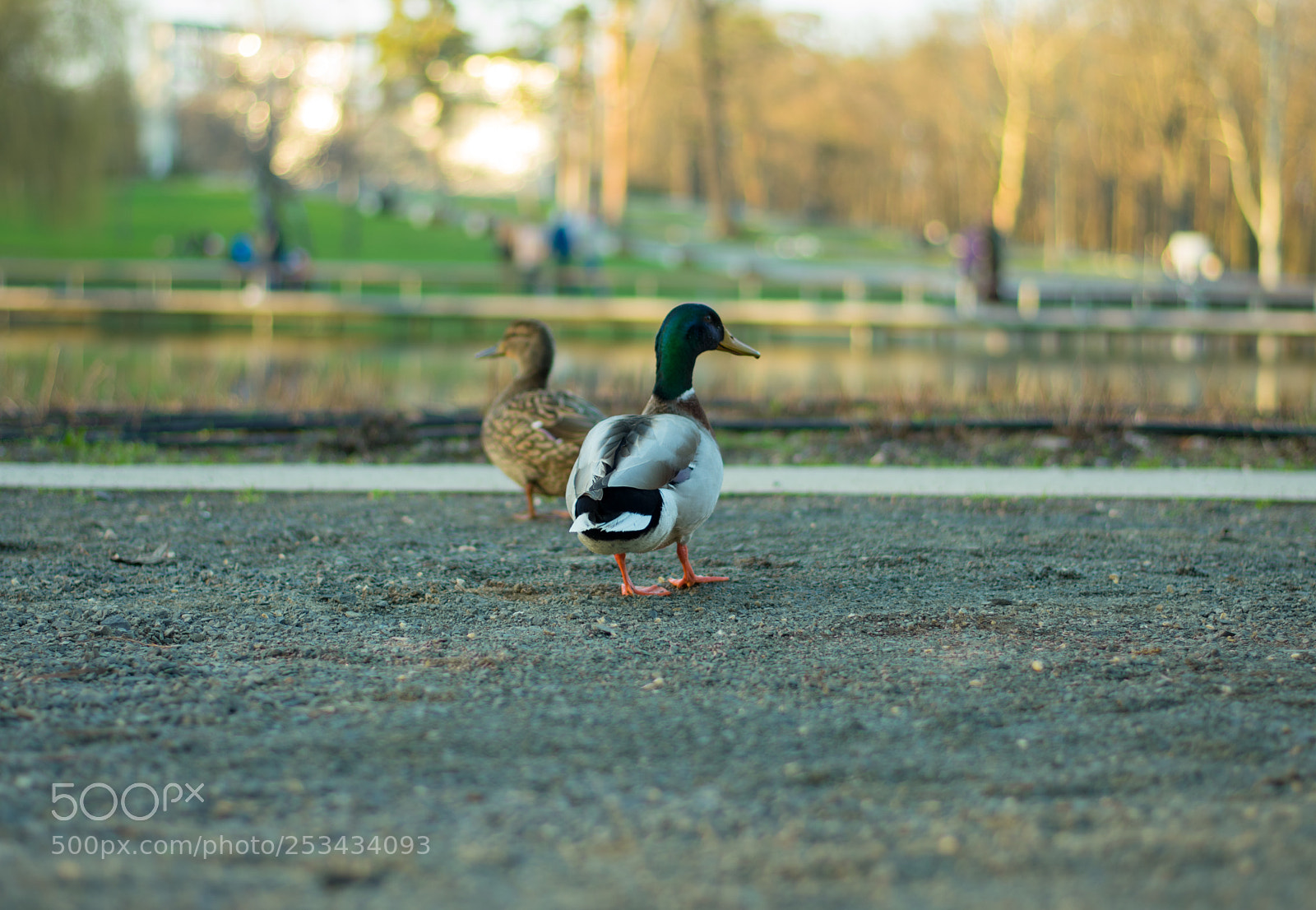 Nikon D3400 sample photo. Ducks photography