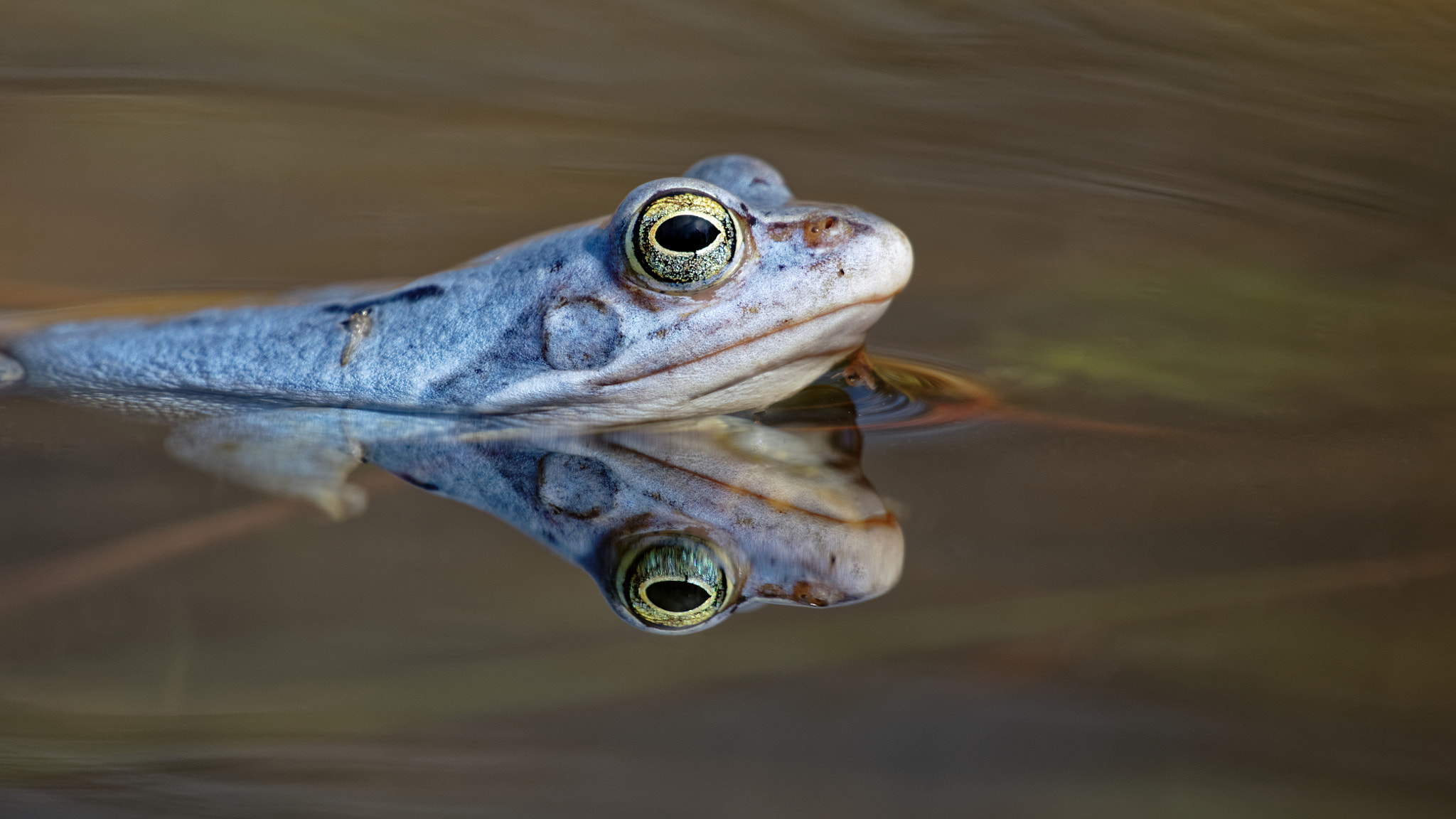 Pentax K-3 sample photo. Blue moorfrog photography