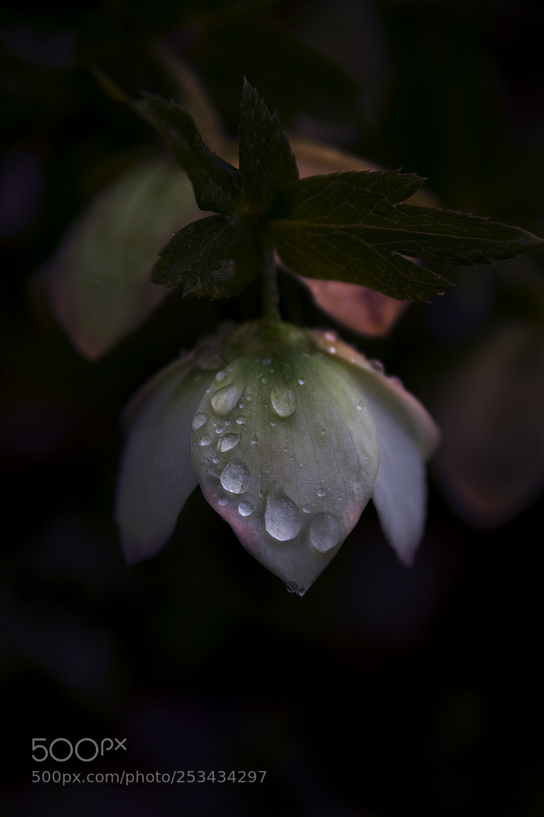Canon EOS 80D sample photo. Drops photography