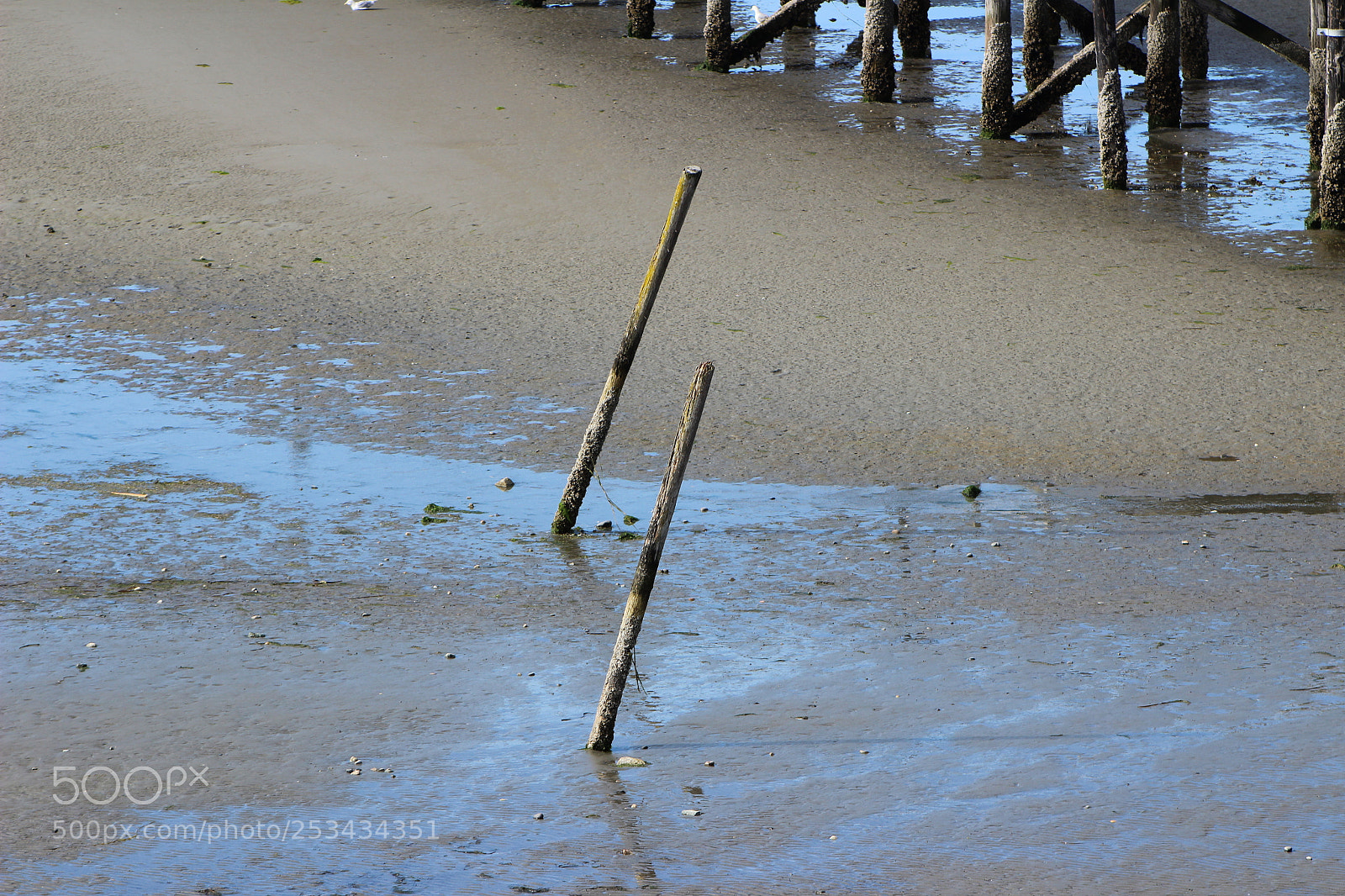 Canon EF 75-300mm f/4-5.6 sample photo. Img photography