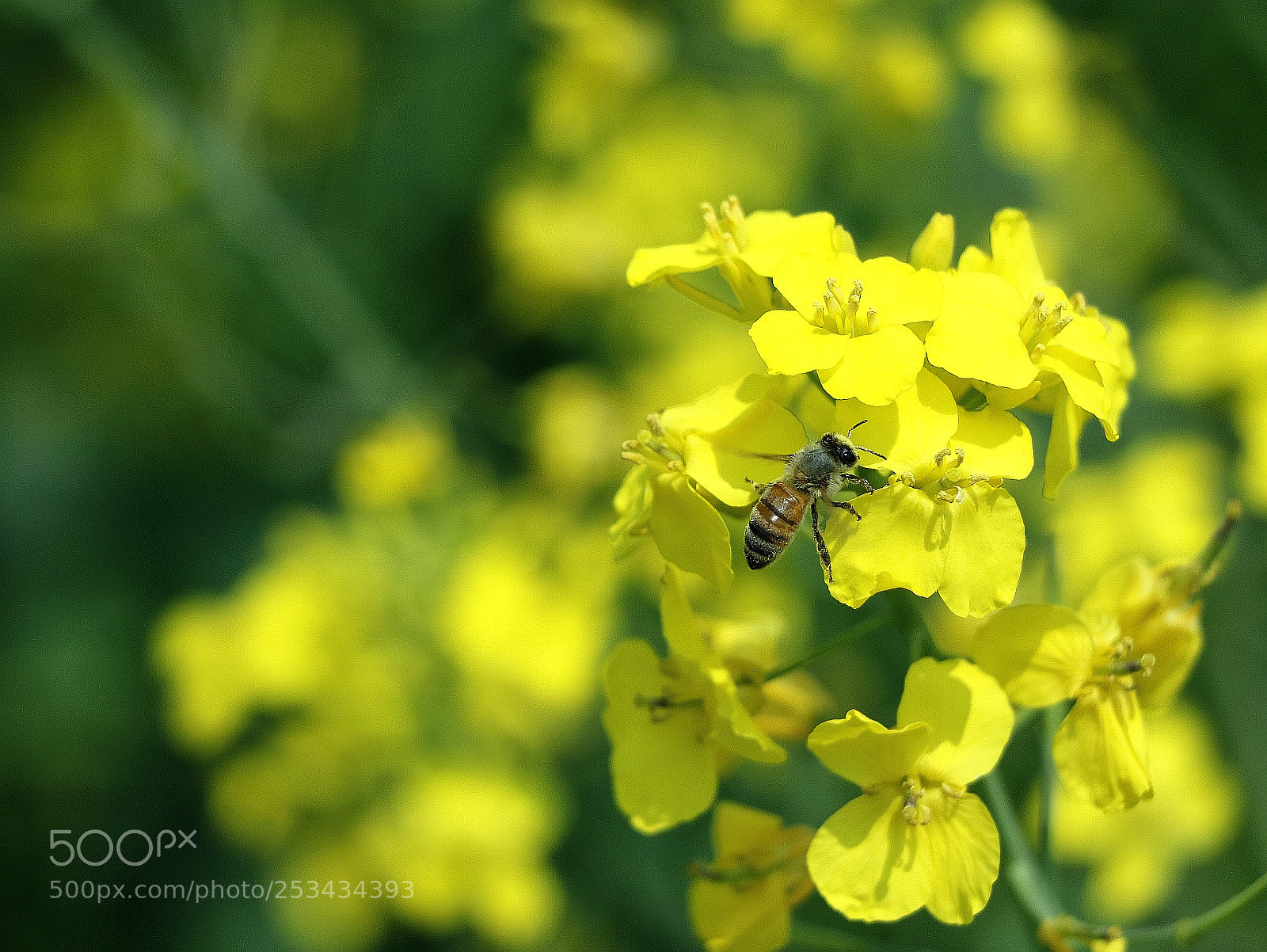 Canon EOS 760D (EOS Rebel T6s / EOS 8000D) sample photo. Bee photography