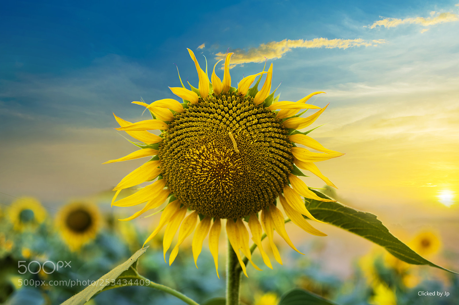 Nikon D5500 sample photo. Sunflower photography