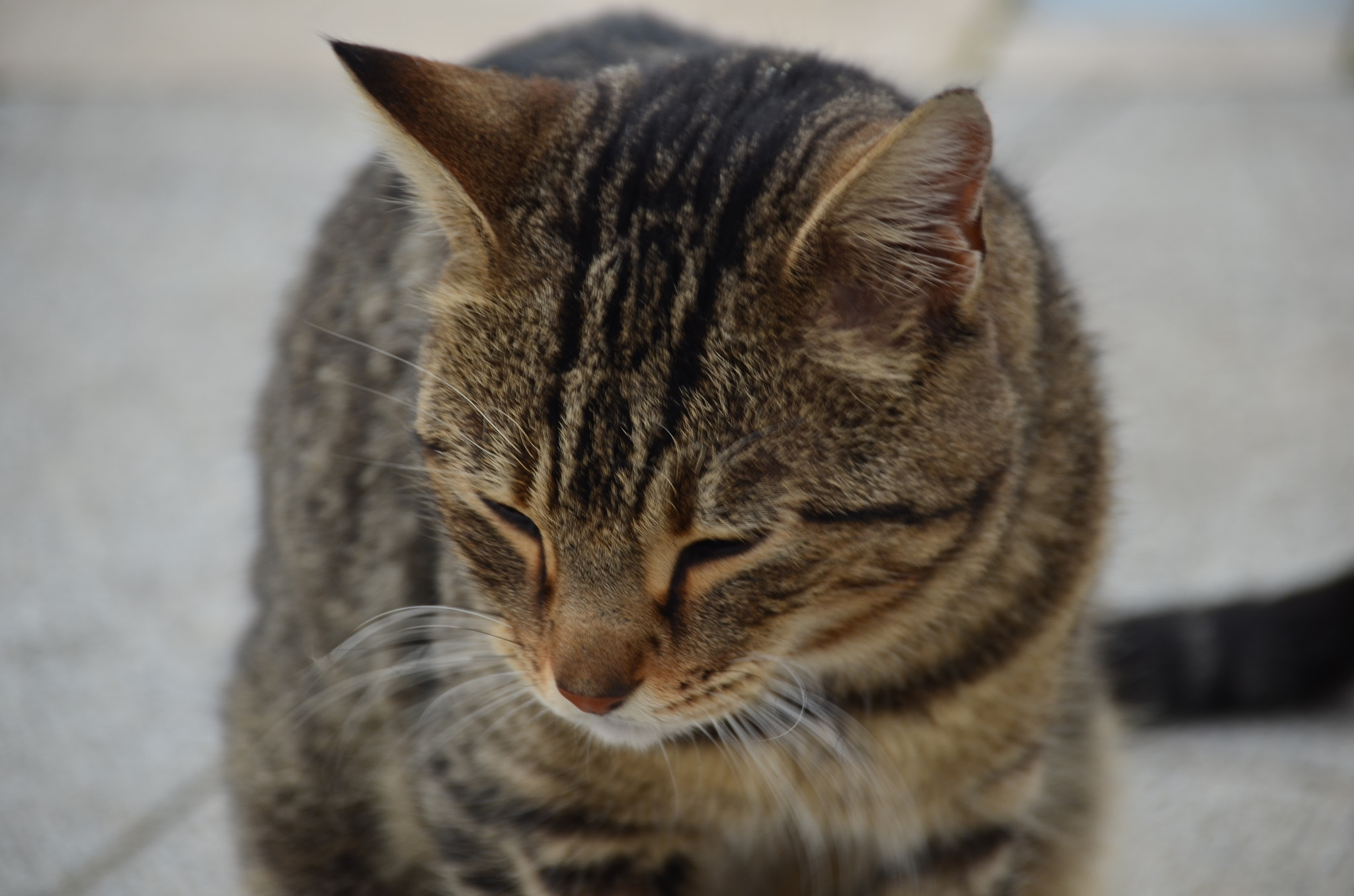 Sigma 18-250mm F3.5-6.3 DC Macro OS HSM sample photo. Alley cat photography