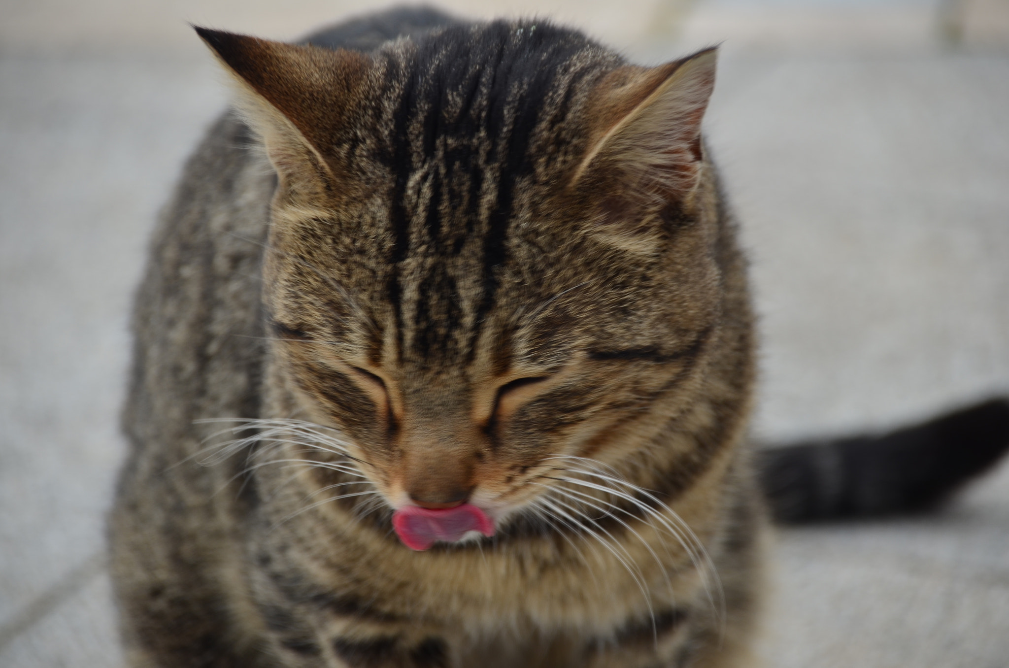 Sigma 18-250mm F3.5-6.3 DC Macro OS HSM sample photo. Alley cat photography