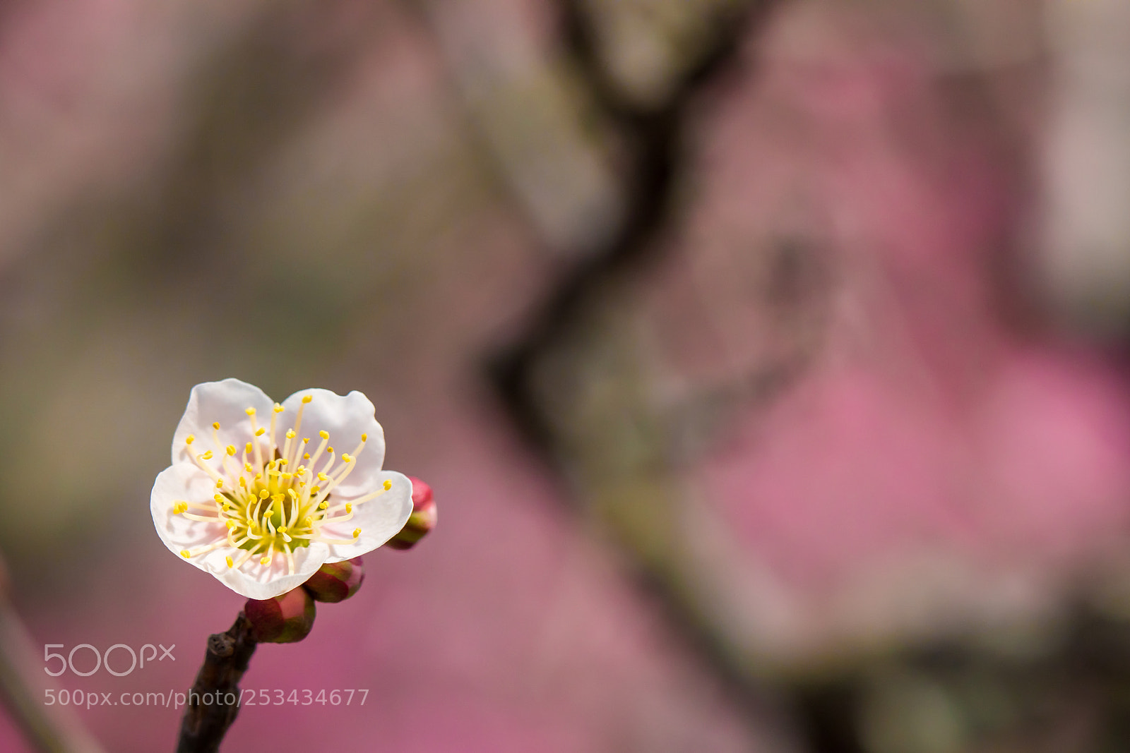 Canon EOS 5D Mark IV sample photo. Plum photography