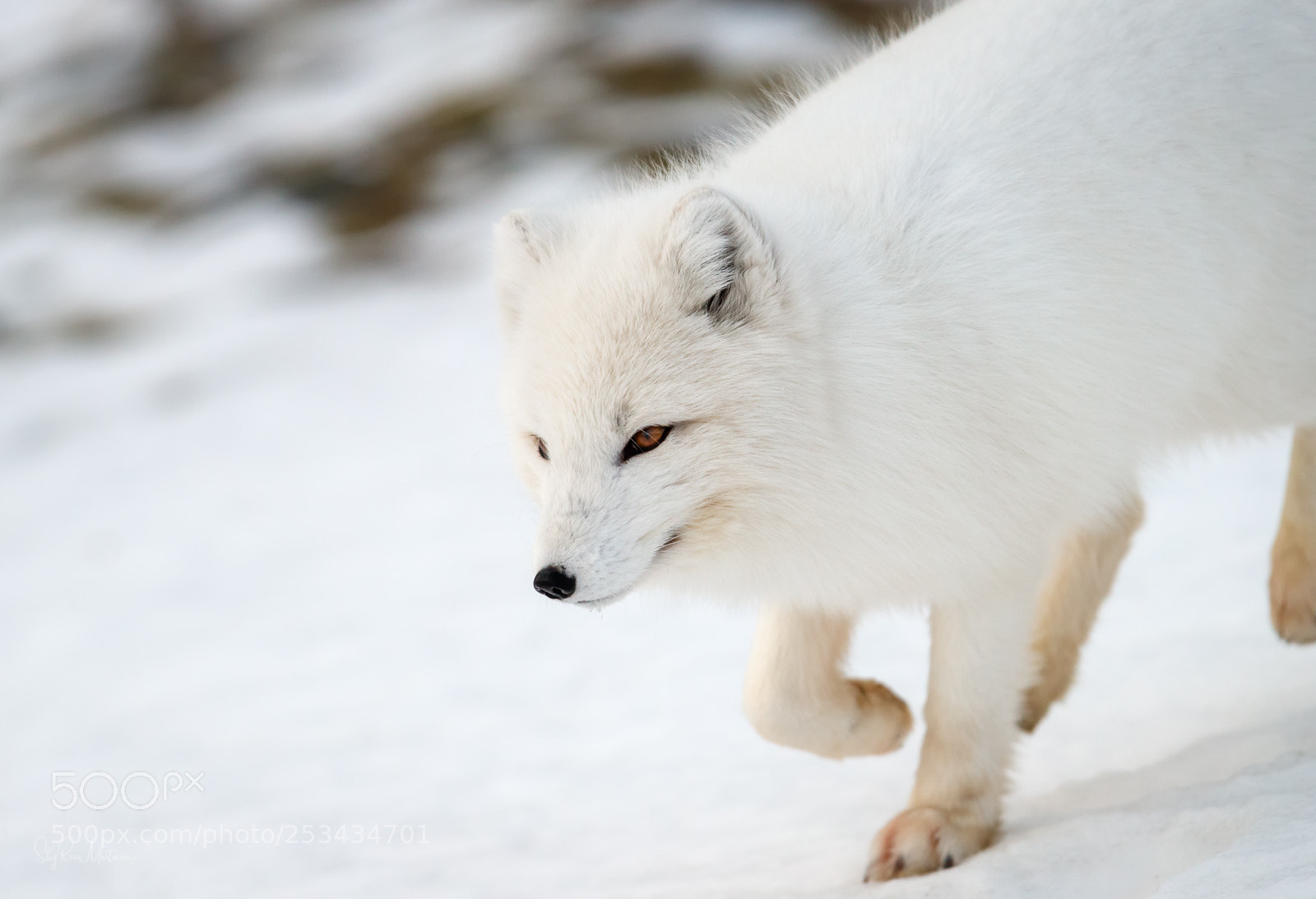 Canon EOS-1D X Mark II sample photo. Arctic fox photography