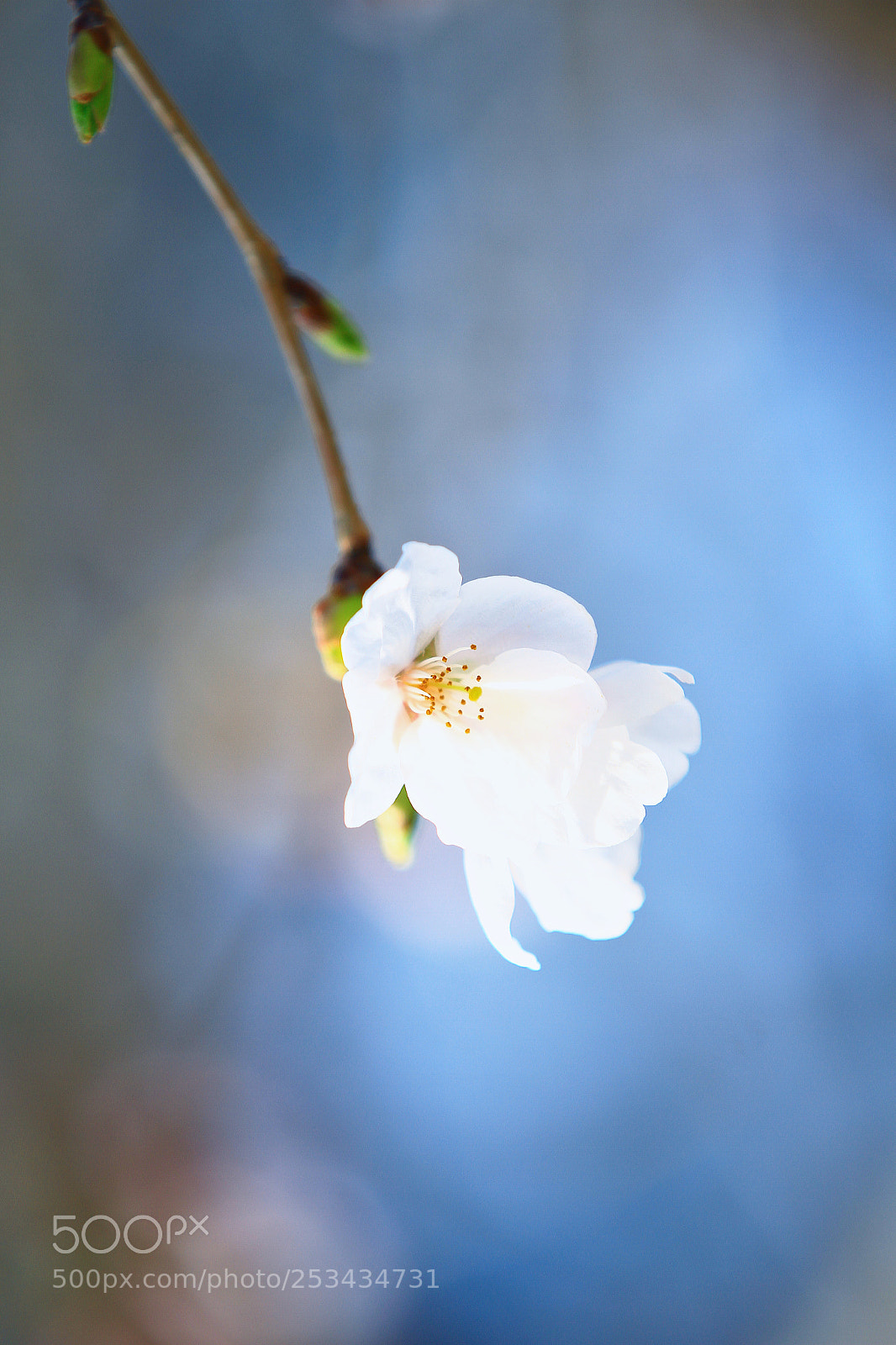 Canon EOS 7D sample photo. Sakura dusk photography