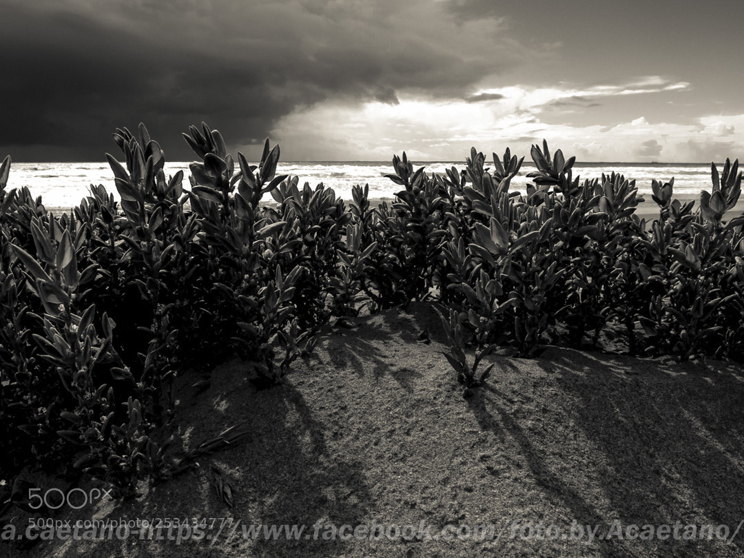 Fujifilm X10 sample photo. Stormflower photography