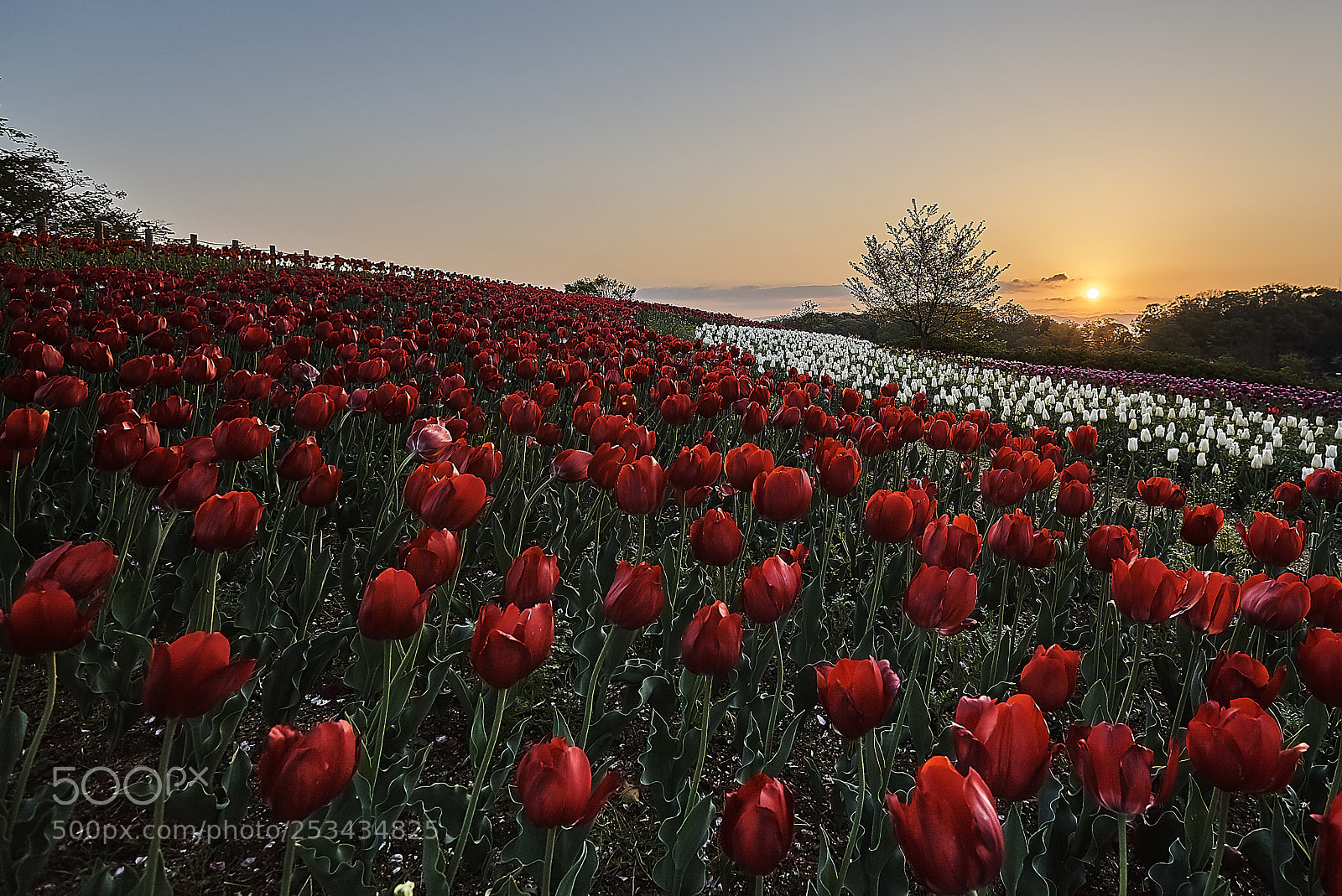 Sony a7S sample photo. Tulipscape photography
