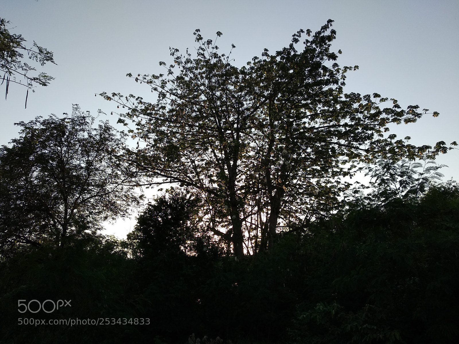 Xiaomi Mi A1 sample photo. Untitled photography