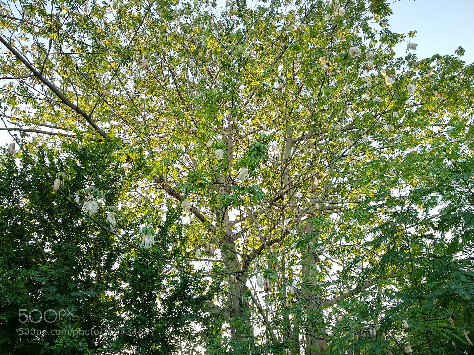 Xiaomi Mi A1 sample photo. Untitled photography