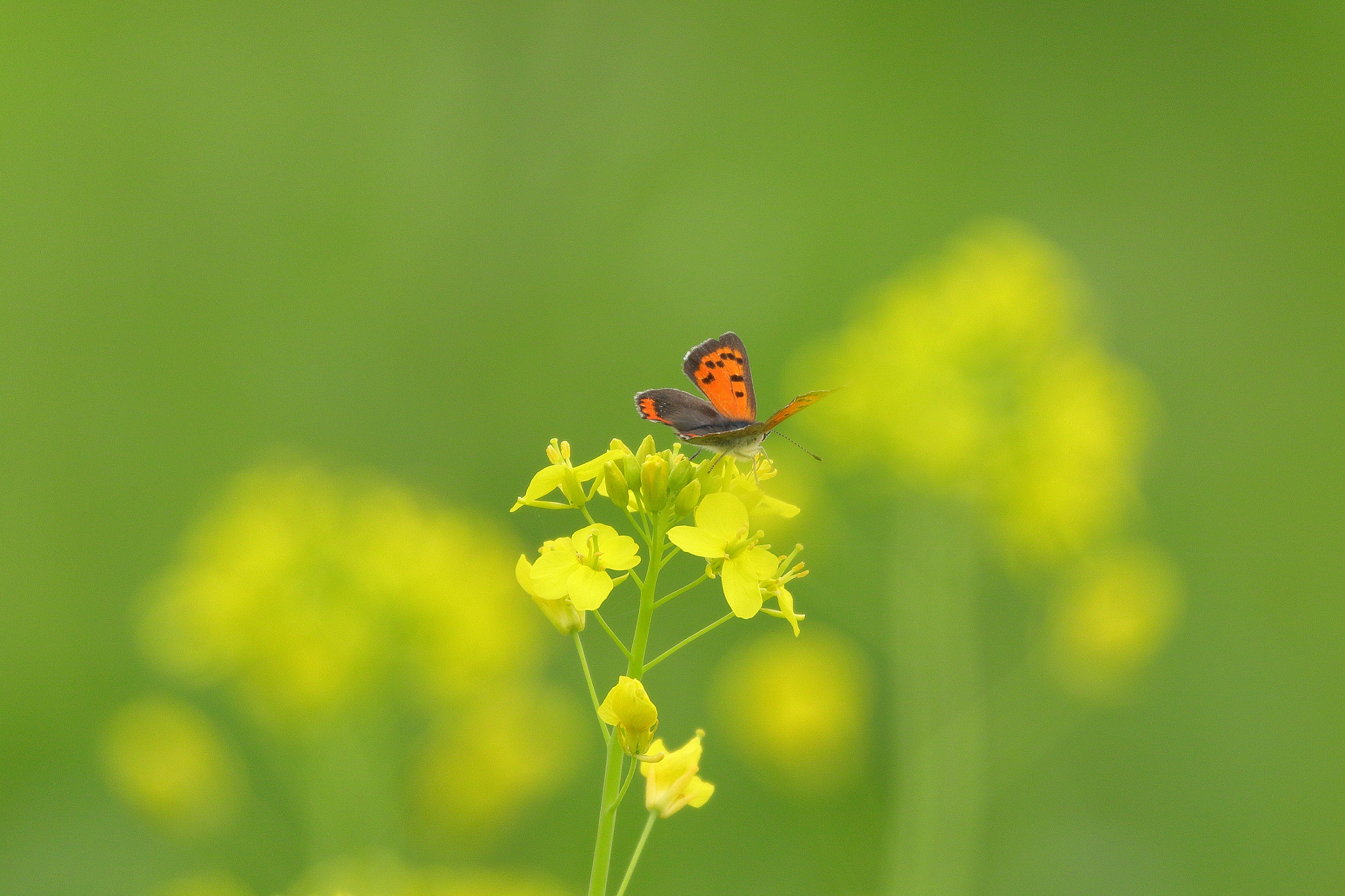 Canon EF 100-400mm F4.5-5.6L IS II USM sample photo. Beautiful butterfly 7i2a5661 photography
