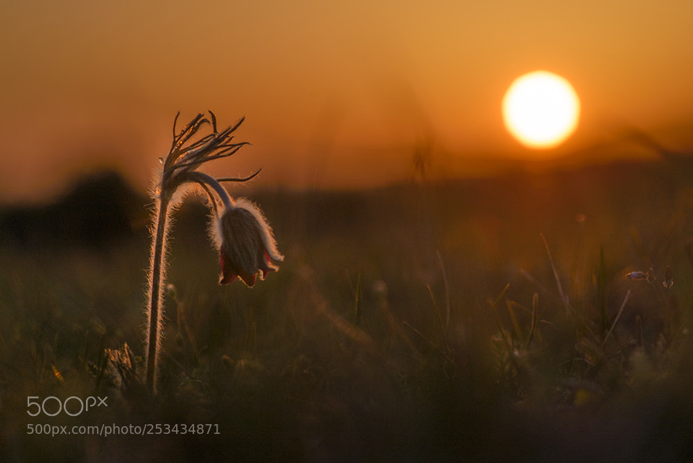 Nikon D610 sample photo. Small pasqueflower photography