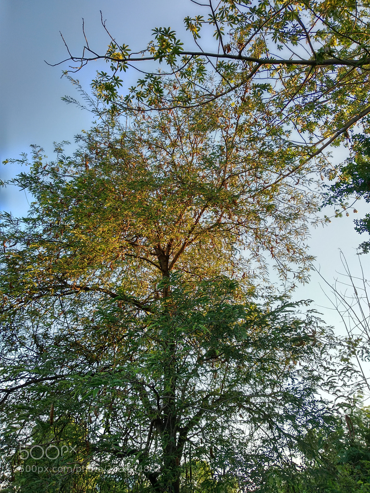 Xiaomi Mi A1 sample photo. Untitled photography