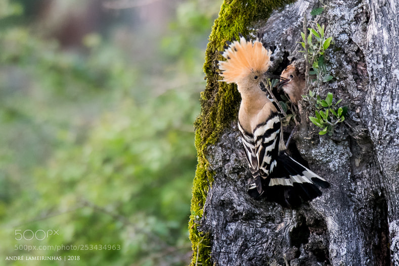 Nikon D5300 sample photo. Poupa (upupa epops) | hoopoe photography