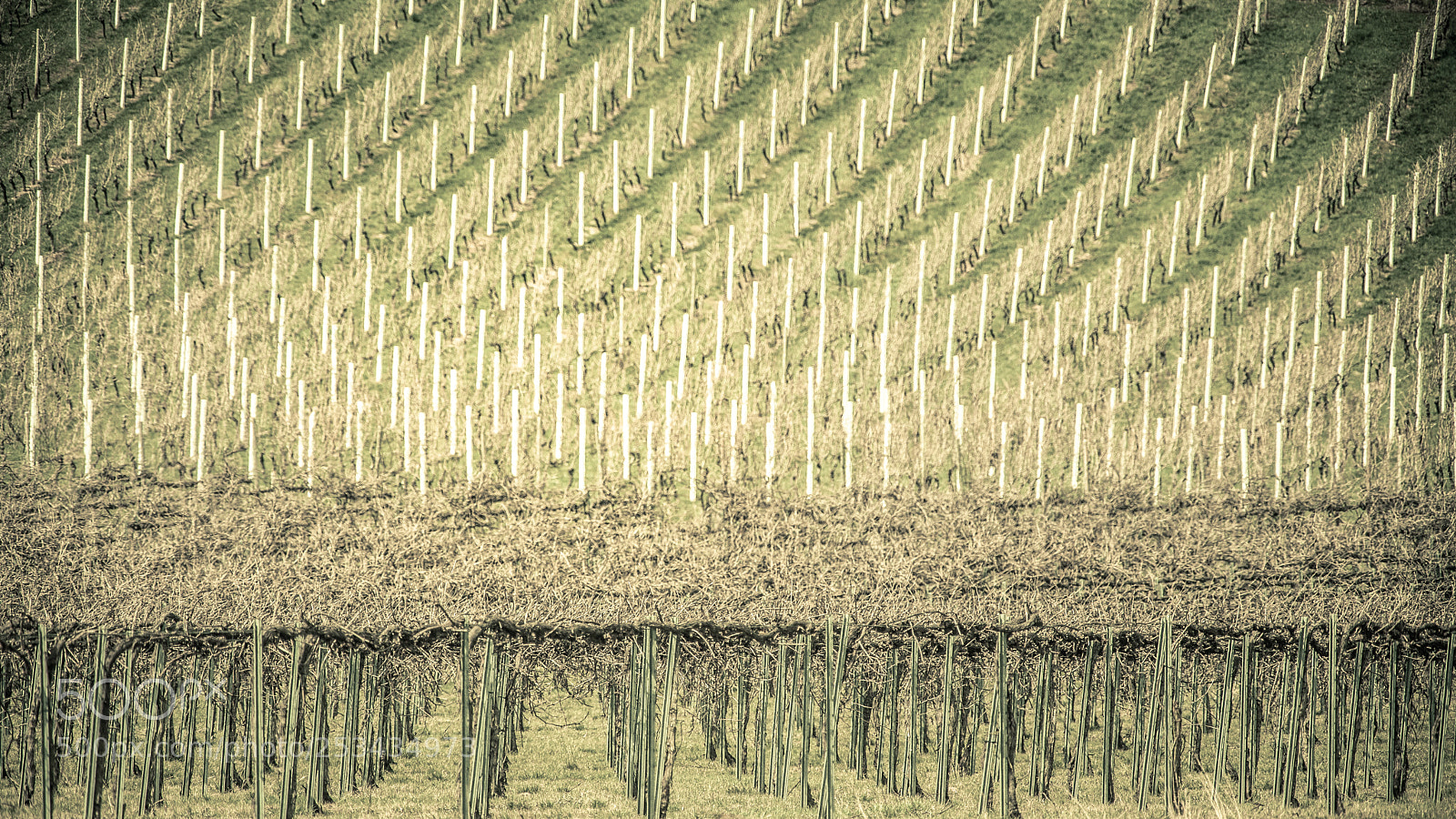 Canon EOS 5D Mark II sample photo. Vineyards sobernheim photography