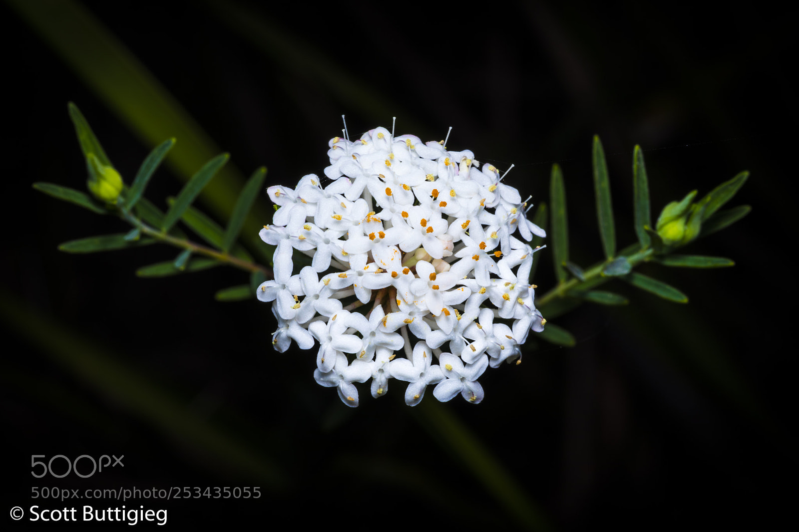 Canon EOS 5D Mark IV sample photo. Macro world photography