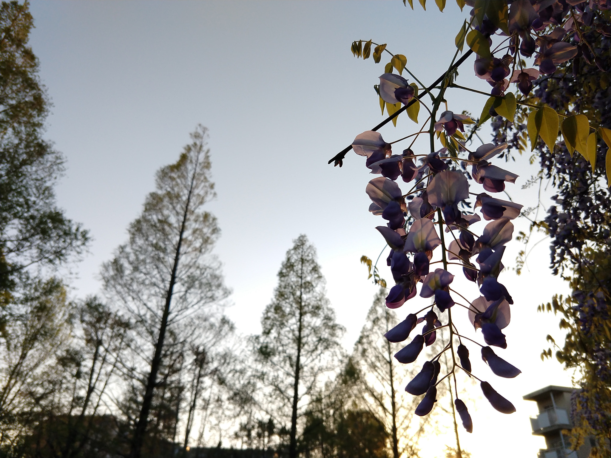 Motorola moto x4 sample photo. Wisteria floribunda photography