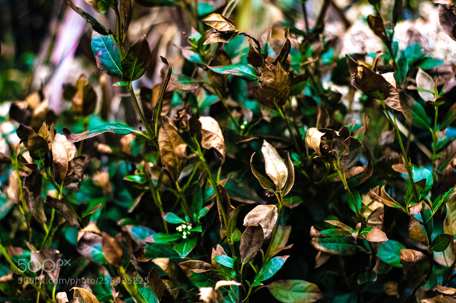 Canon EOS 40D sample photo. Img photography