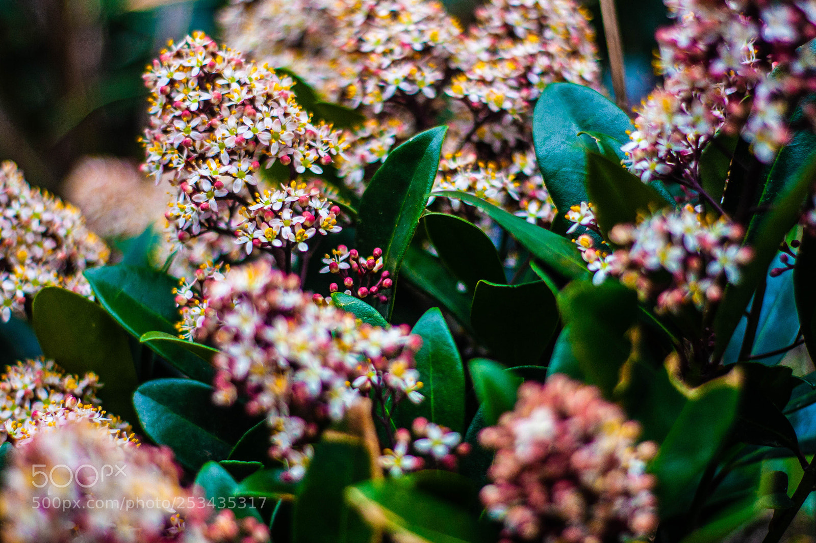Canon EOS 40D sample photo. Img photography
