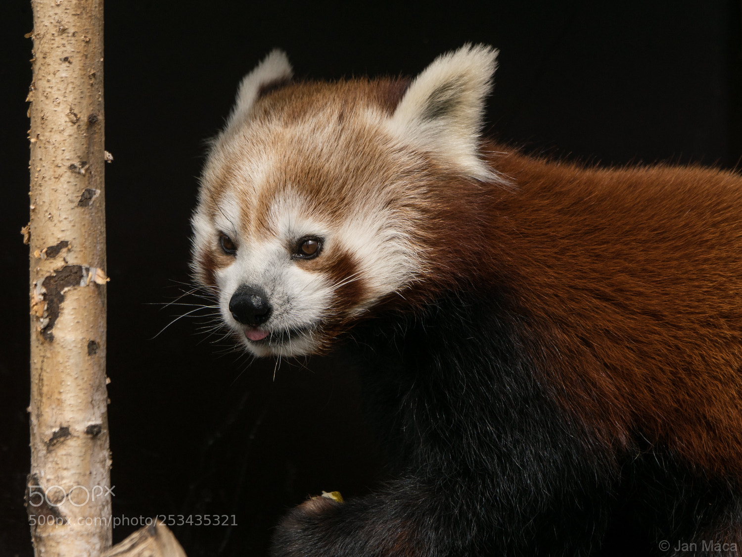 Sony ILCA-77M2 sample photo. Red panda photography