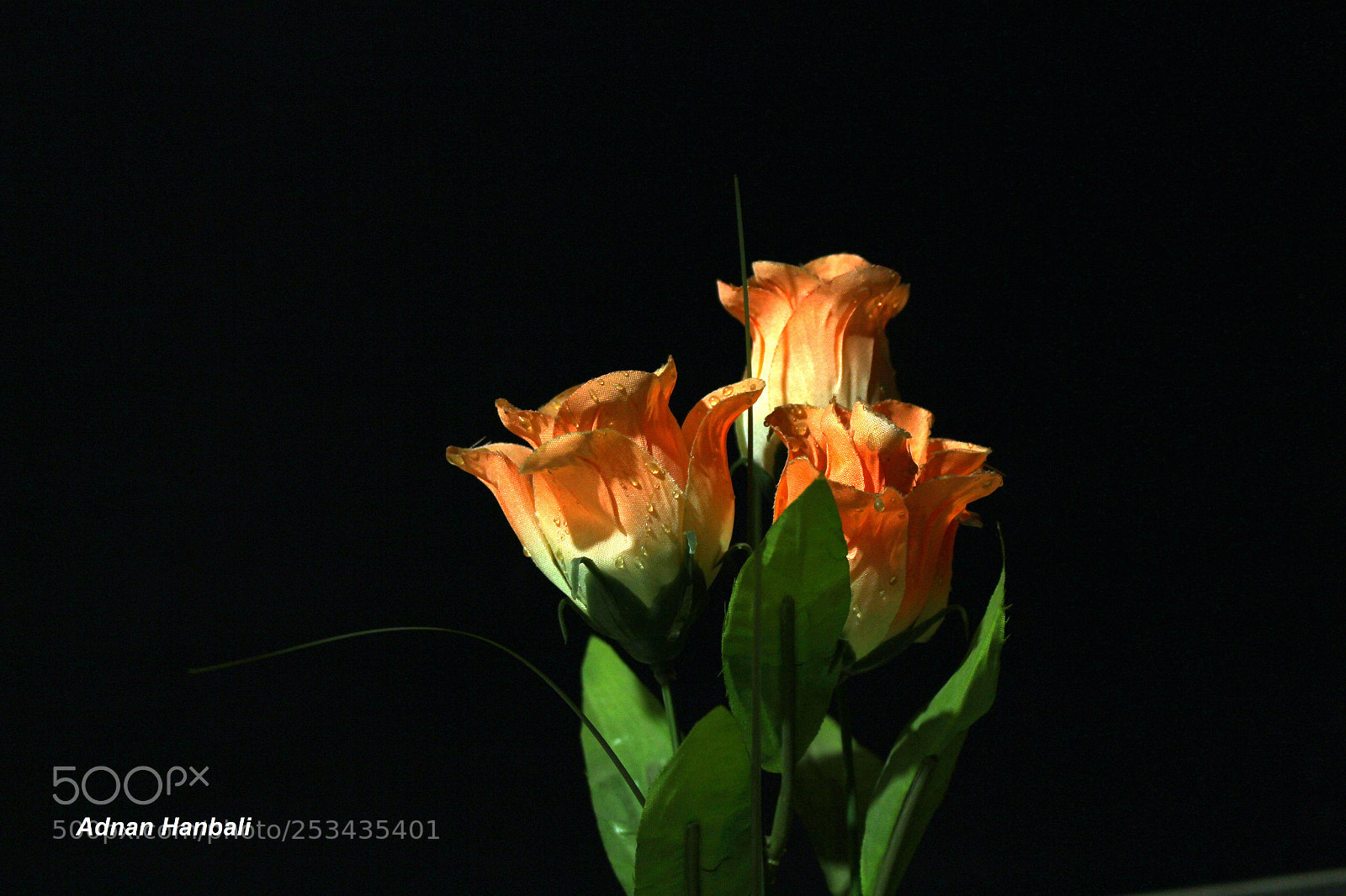 Canon EOS 700D (EOS Rebel T5i / EOS Kiss X7i) sample photo. Imgvuimerability photography