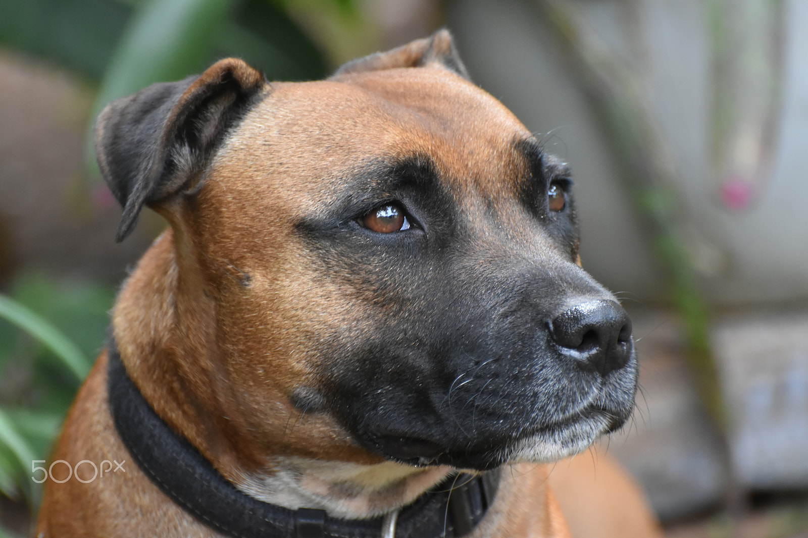 Nikon D5500 sample photo. Dog close up photography