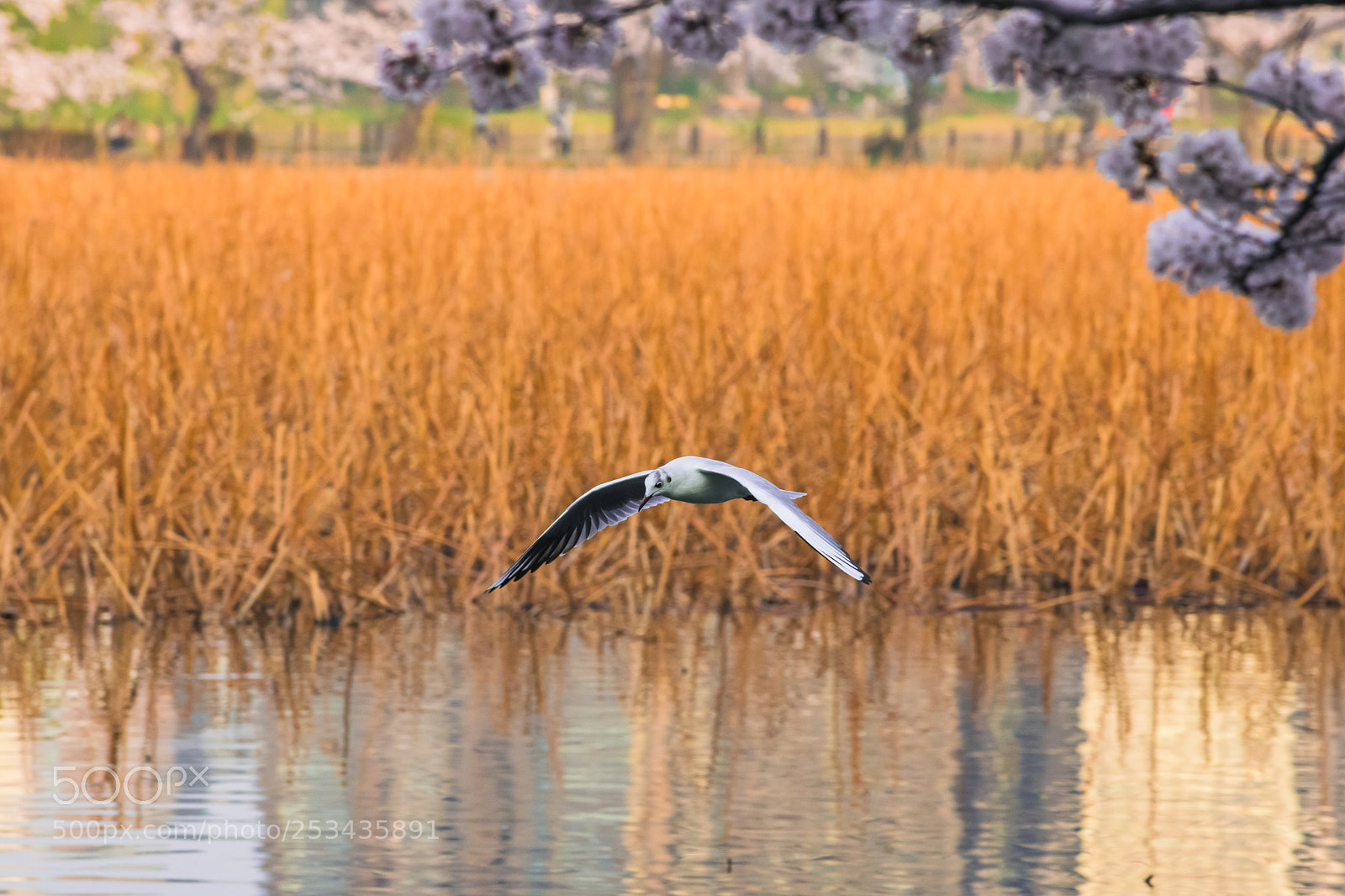 Nikon D850 sample photo. Very beautiful seagull bird photography