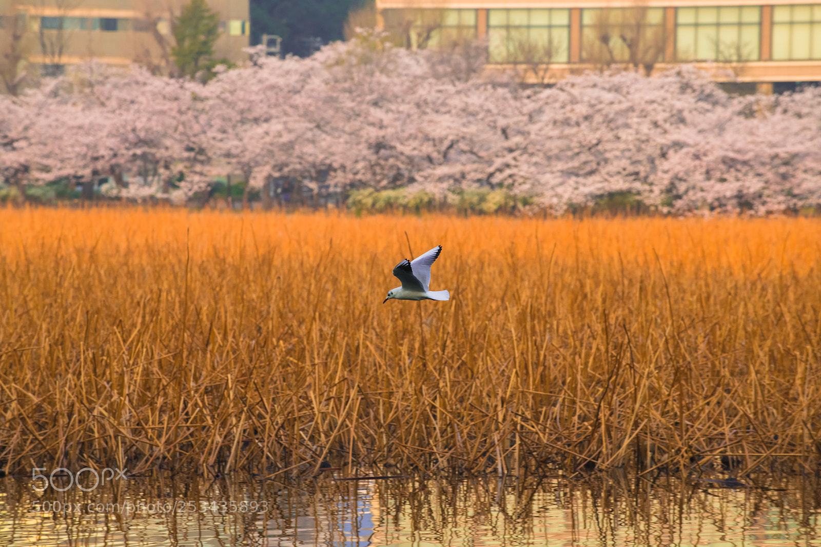 Nikon D850 sample photo. Very beautiful seagull bird photography