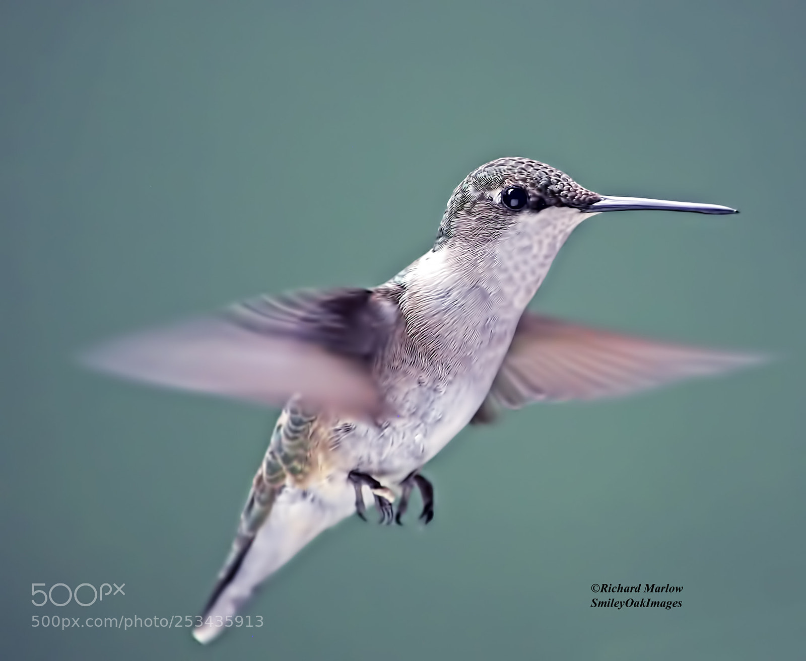 Nikon D5000 sample photo. Hummingbird photography