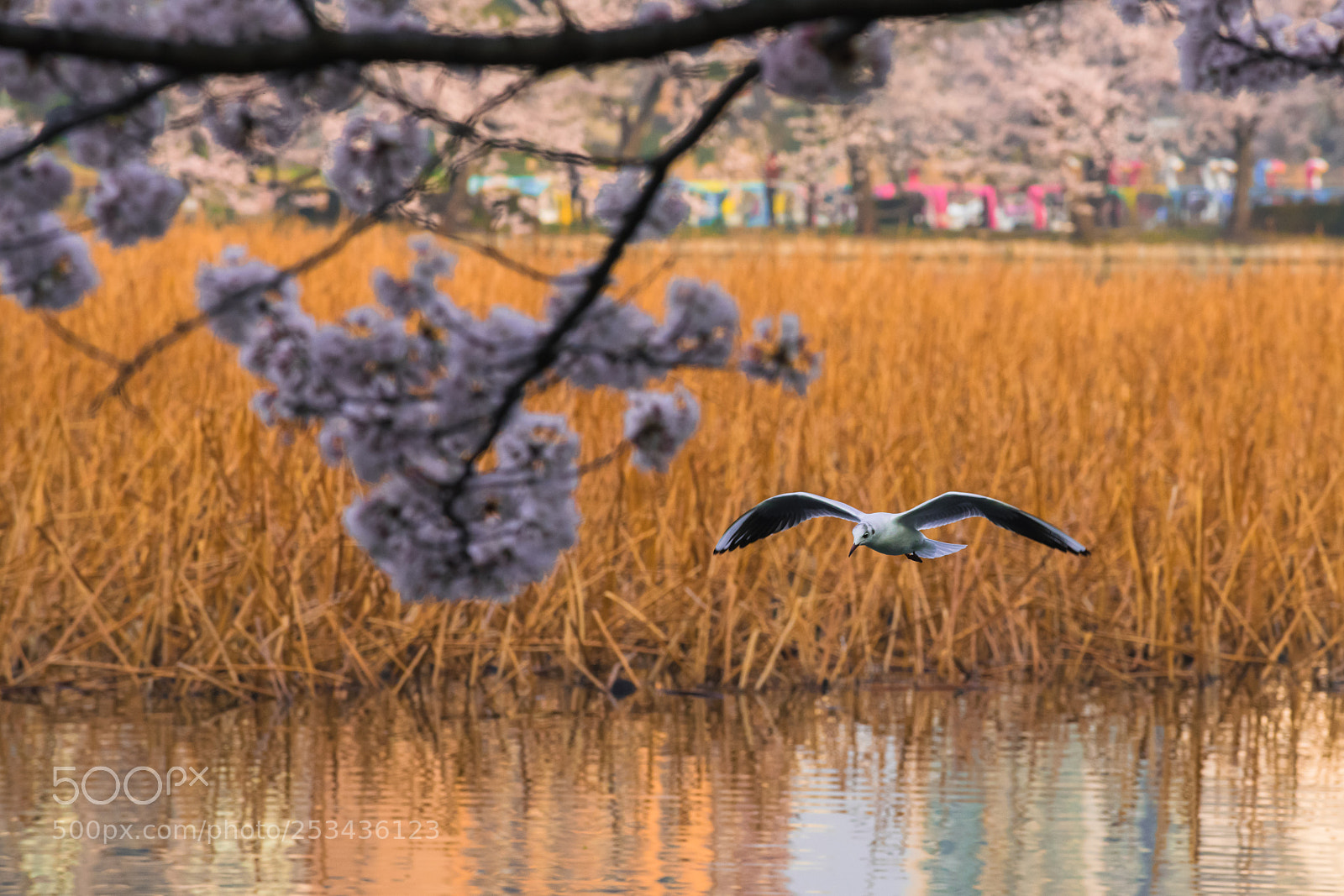Nikon D850 sample photo. Very beautiful seagull bird photography