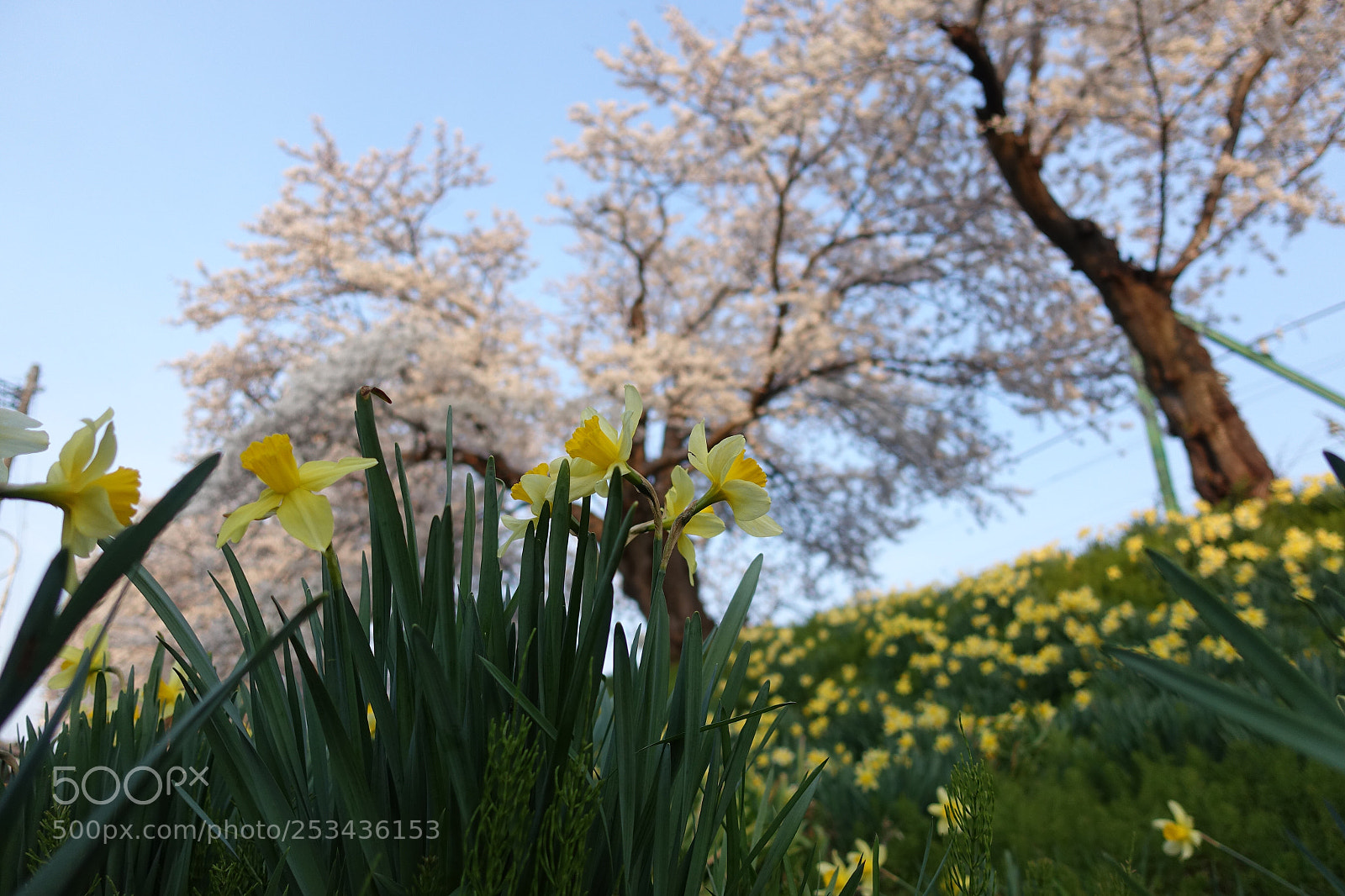 Sony Cyber-shot DSC-RX100 IV sample photo. 桜と水仙 photography