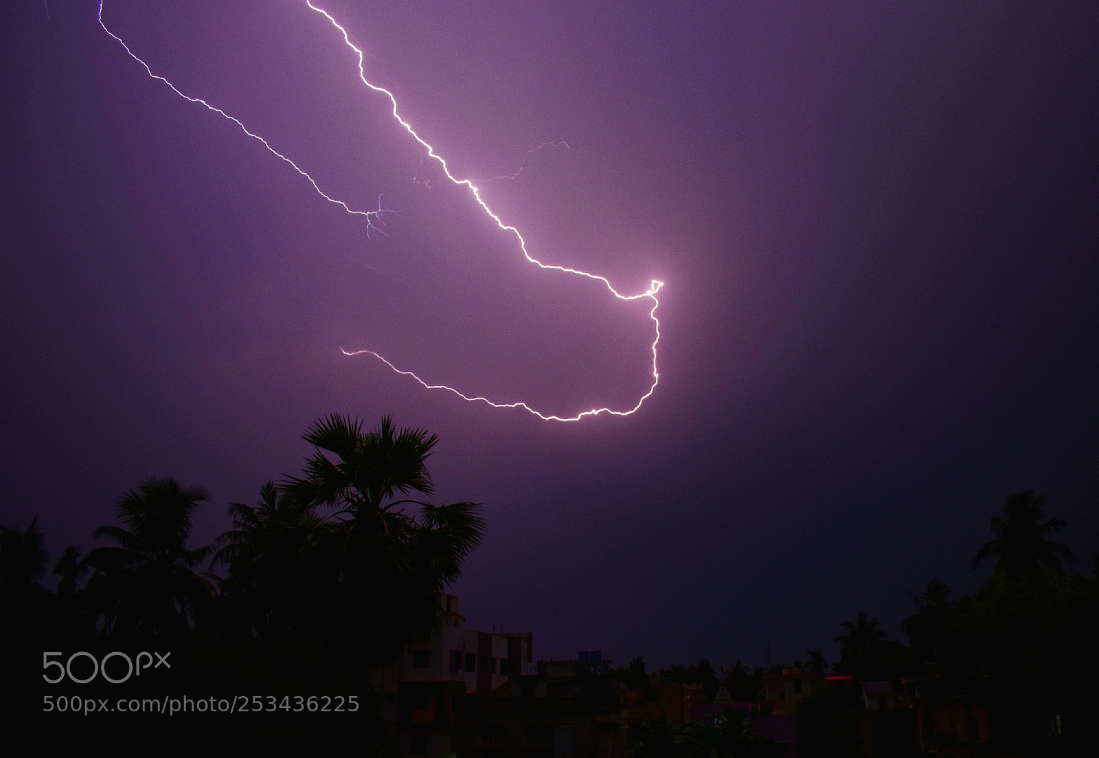 Nikon D3400 sample photo. Vigorous violet photography