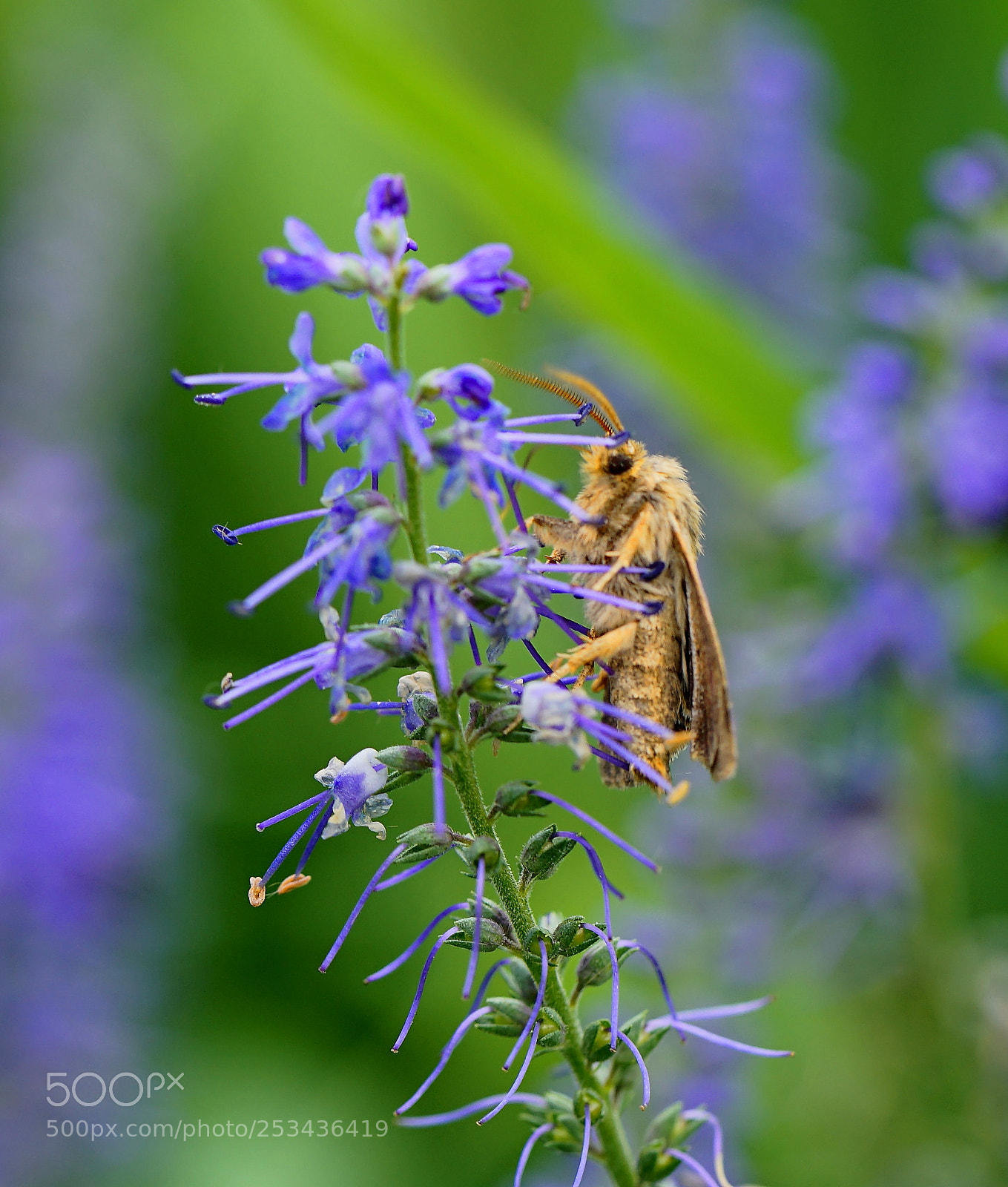 Sony a7 II sample photo. Carcharodus alceae photography