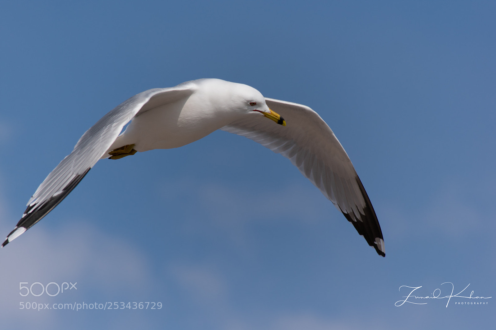 Nikon D3400 sample photo. Gull closeup  photography