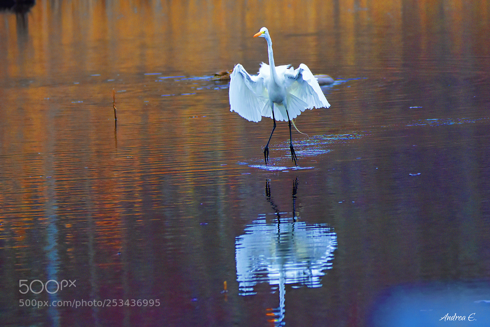 Nikon D7200 sample photo. Dancing on the water photography