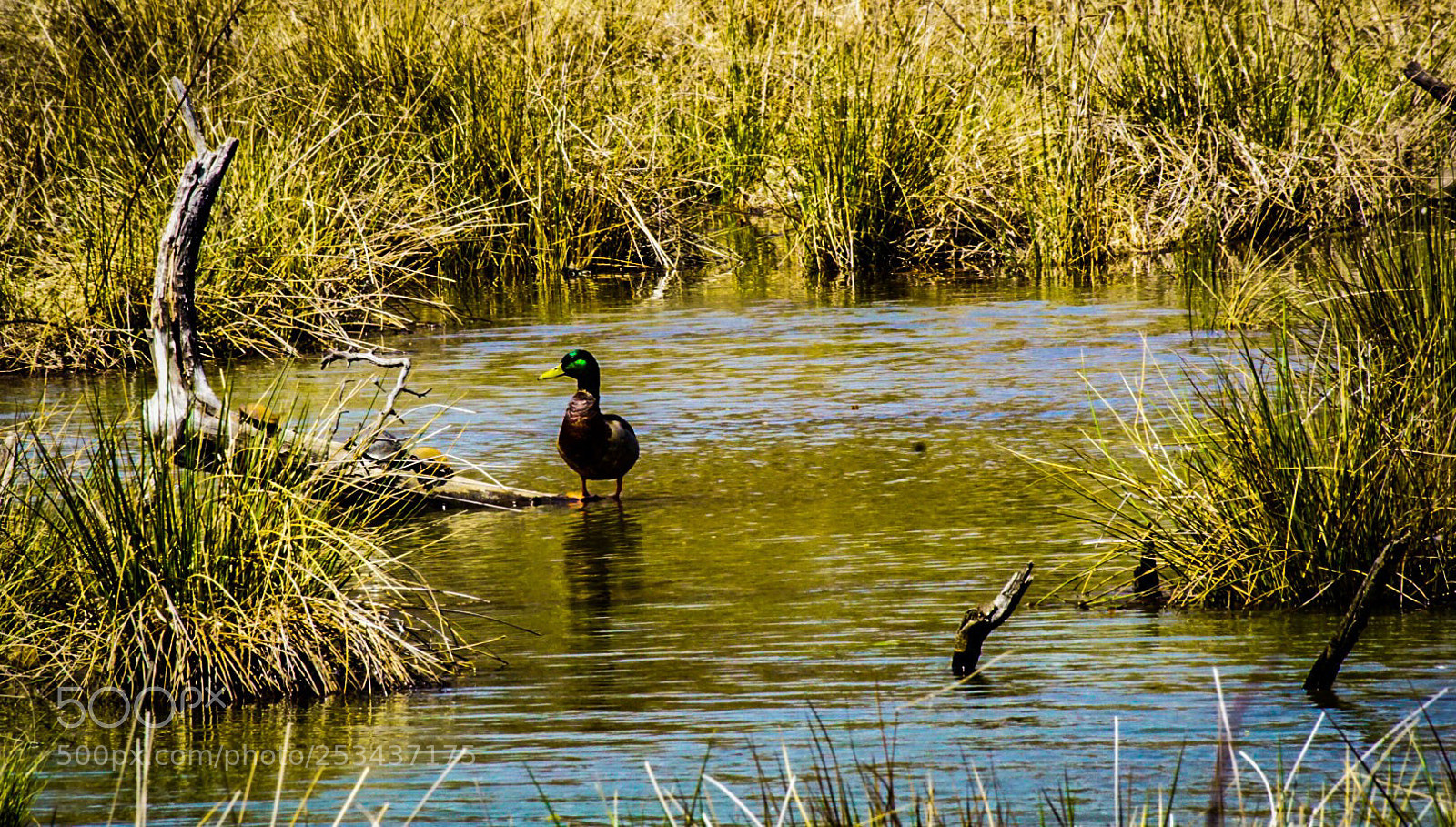 Sony a6000 sample photo. Duck stand 1 photography