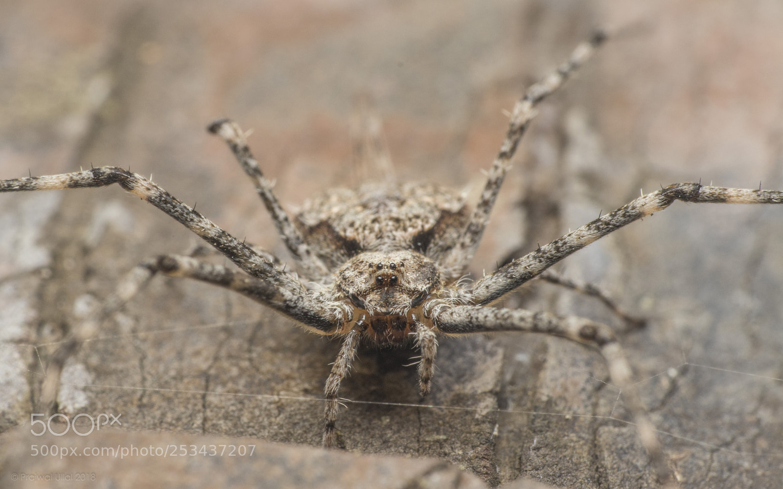 Canon EOS 80D sample photo. The predator of the photography