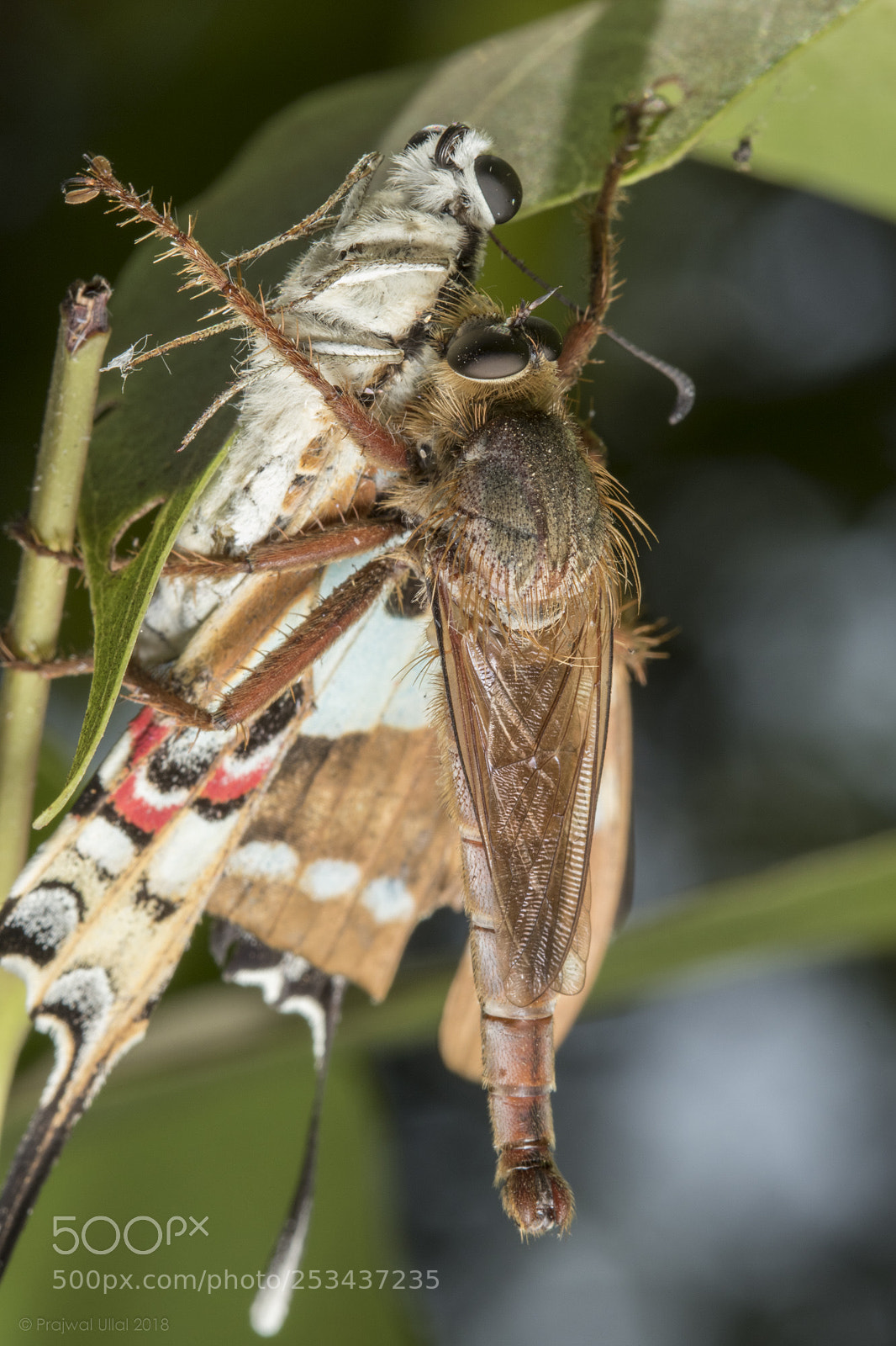 Canon EOS 80D sample photo. A mighty catch photography