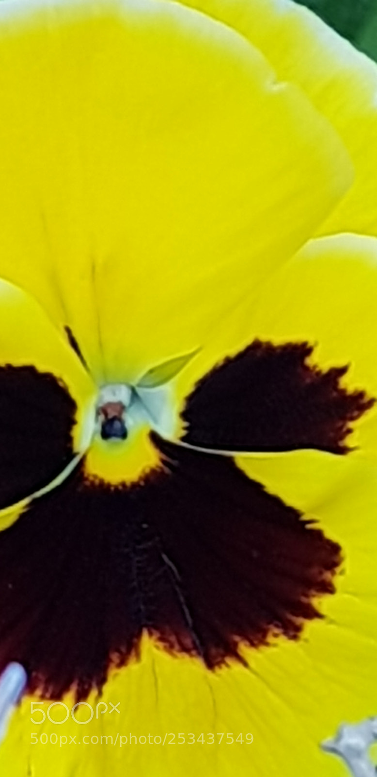 Samsung Galaxy S8 sample photo. Untitled photography