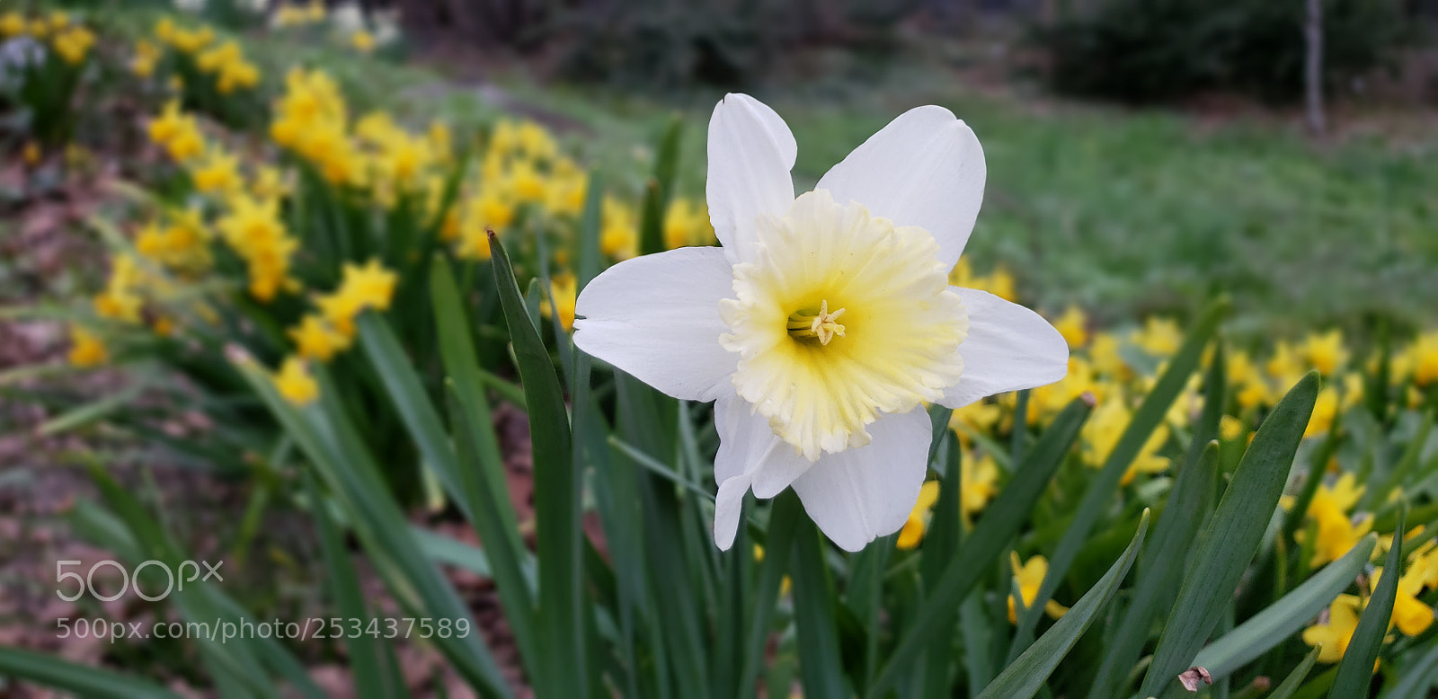 Samsung Galaxy S9 sample photo. Spring bloom photography